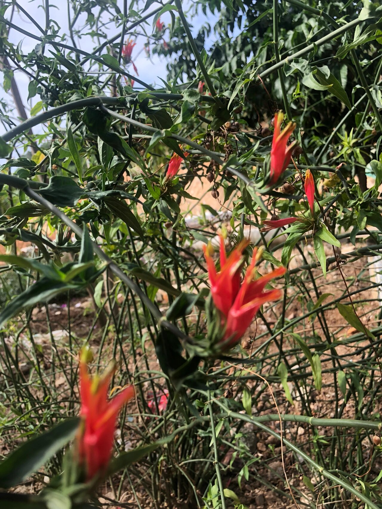 海南的花(31)鳄嘴花 鳄嘴花名副其实 花开真像鳄鱼嘴的样子 别名:忧遁