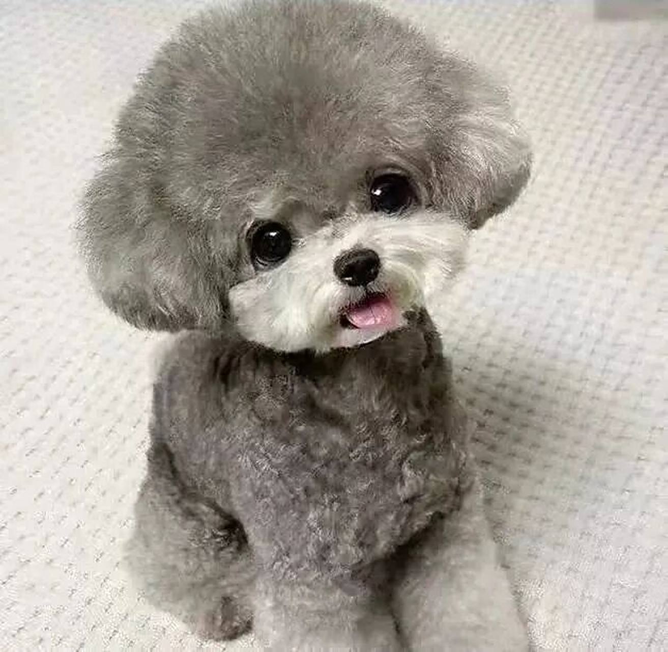 灰色泰迪幼犬一窝 280一只 找新家 灰色泰迪幼犬,小体,两个多月大