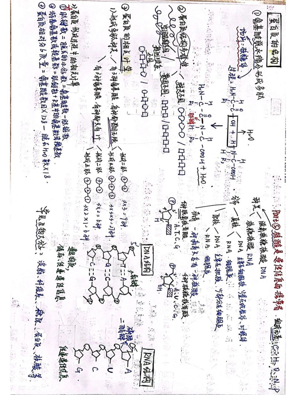 高中生物必修一思维导图 第二章 组成细胞的分子 这章内容稍微有点多