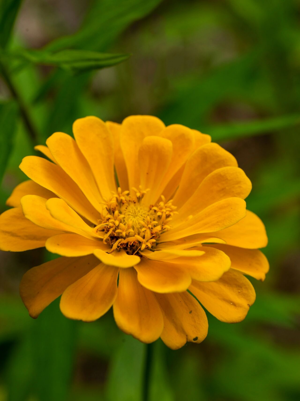 别名:步步高,步步登高. 花语:步步高升之意.