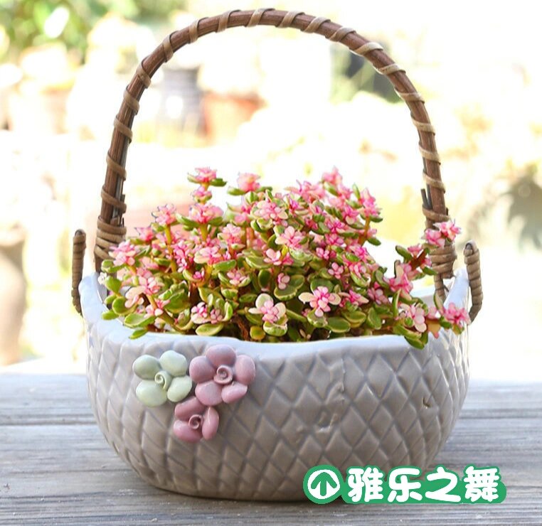 每天认识一种多肉944396雅乐之舞 多肉雅乐之舞又名花叶银公孙树