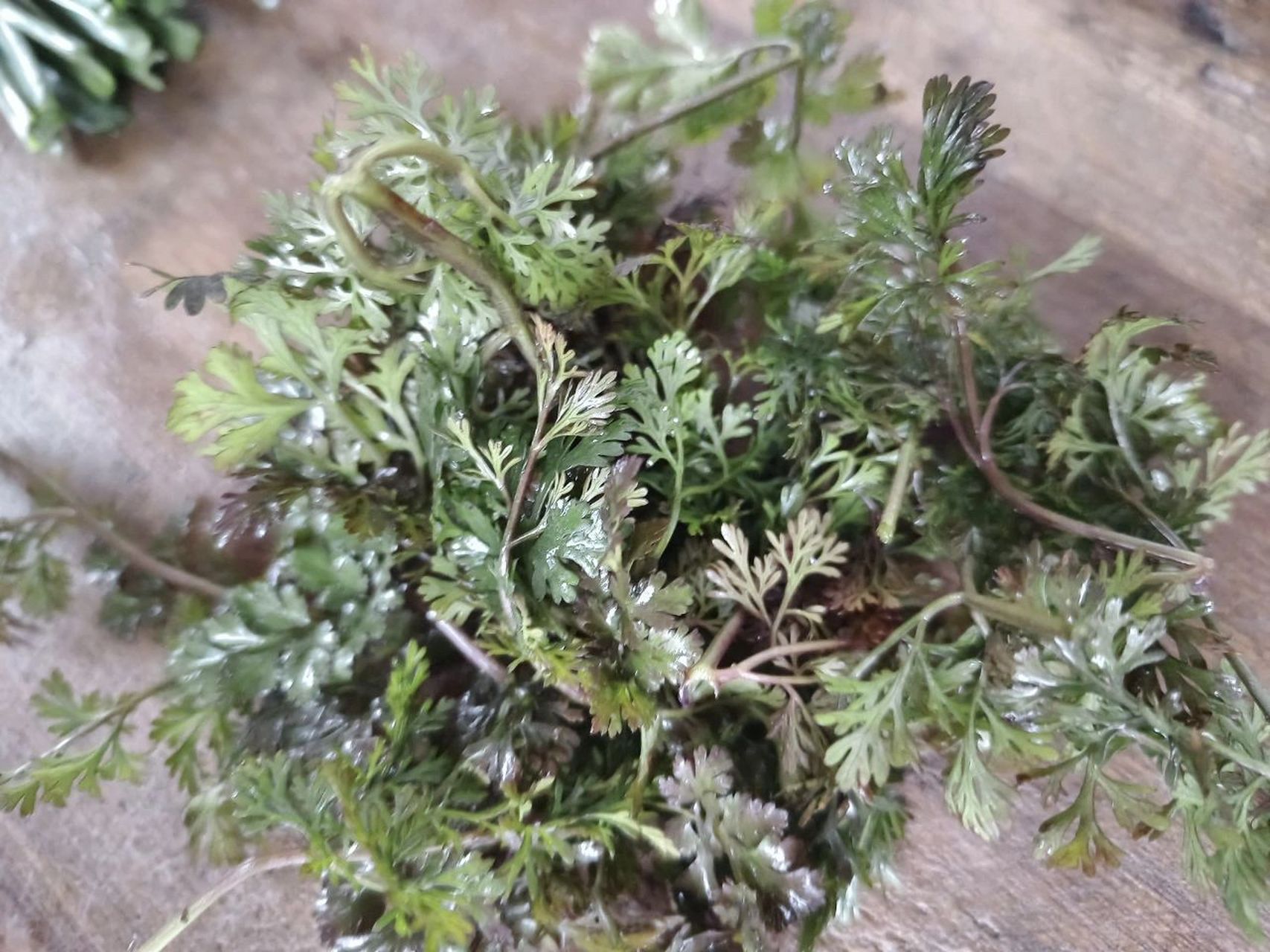 我之前一直以为盐须就是香菜,这次回老家才发现和香菜不一样.