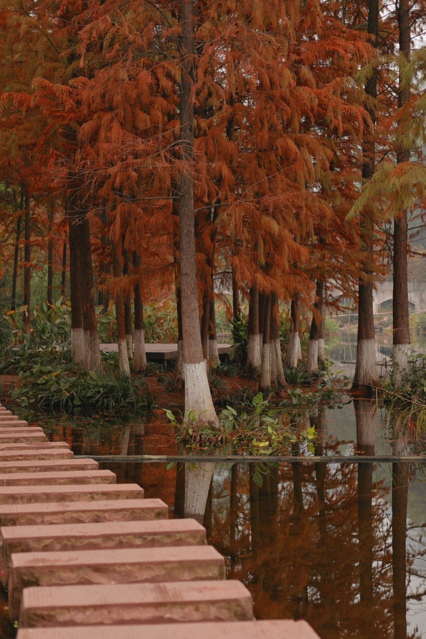重庆彩云湖秋季94打卡|水杉 银杏 地址:重庆市九龙坡区彩云湖湿地