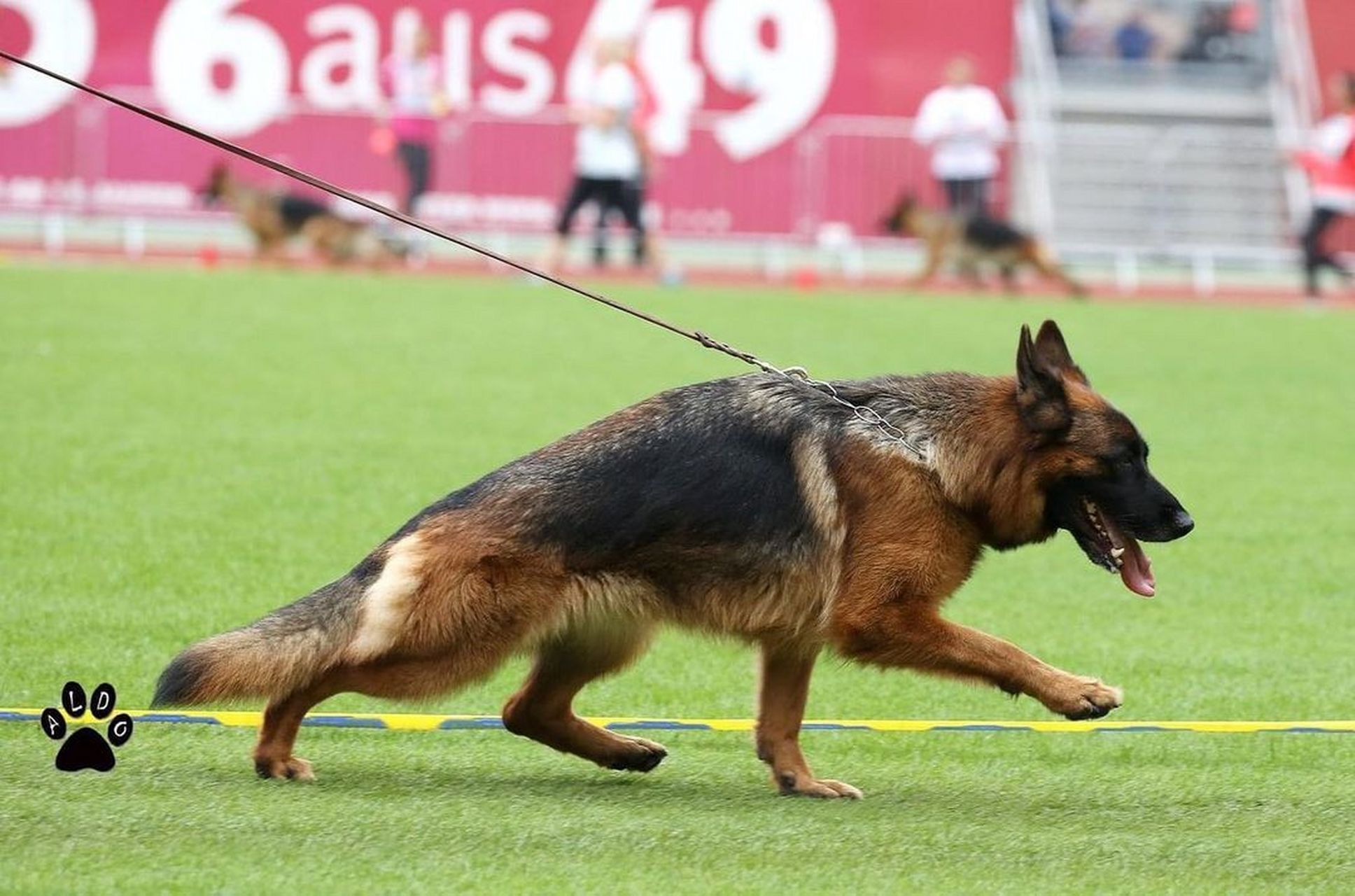 纯种德国牧羊犬赛级幼犬代表了卓越的血统和优异的潜力.