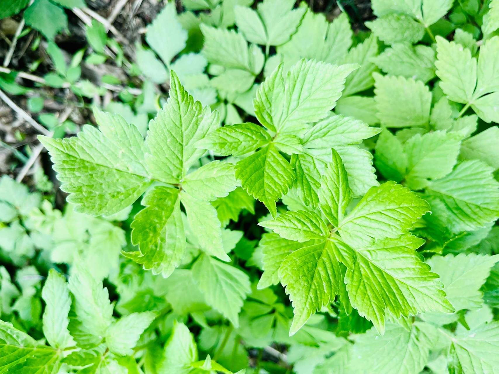 劳动人民最光荣 | 满山的大叶芹 你吃过吗 假期回老家 采大叶芹 山沟