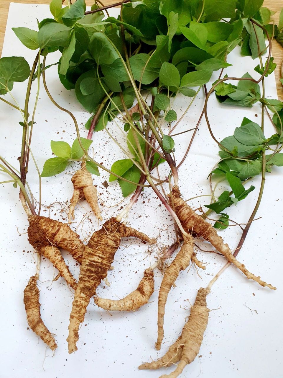 四叶参 92野生四叶参,中药.