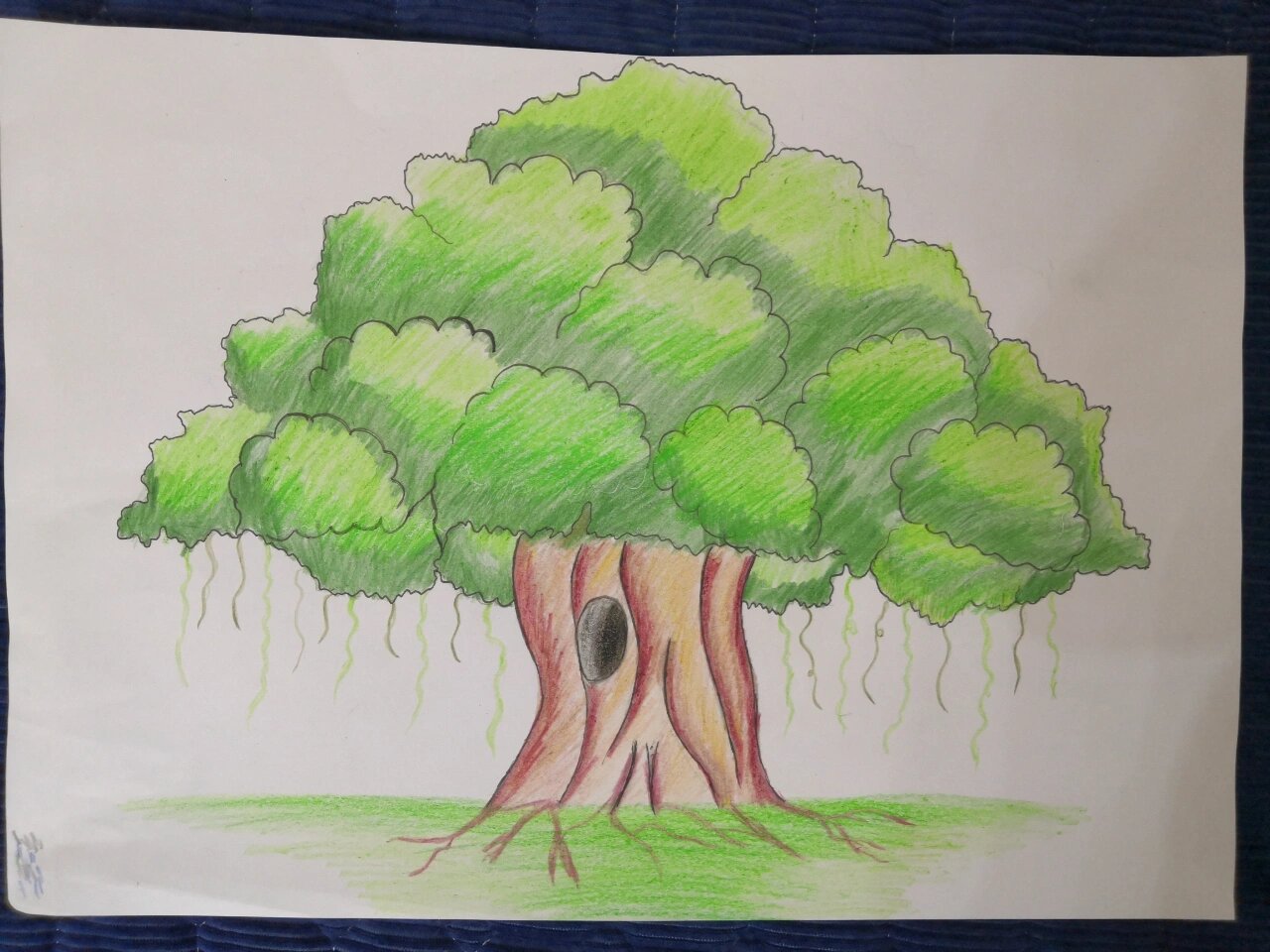 简单的铅笔画榕树