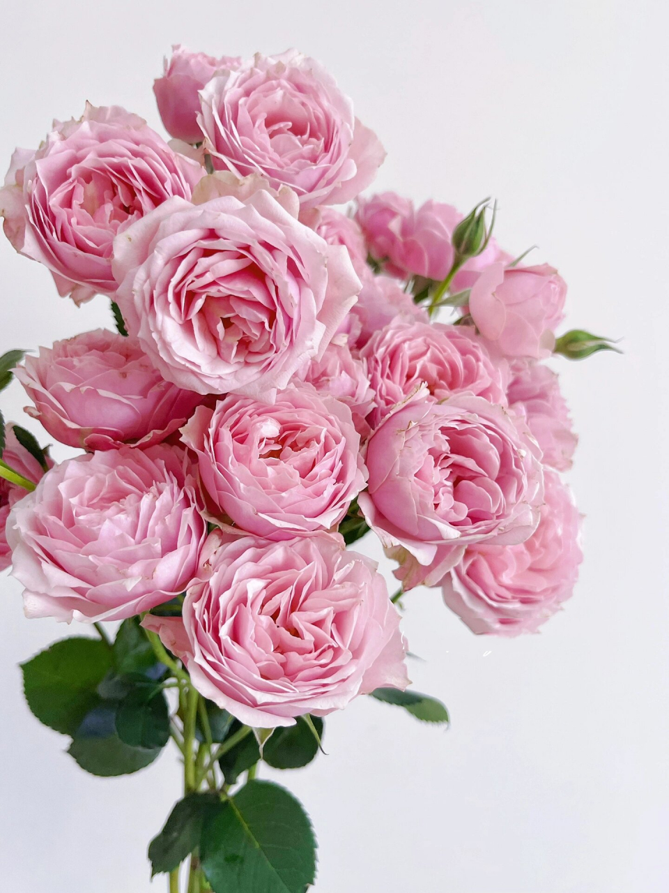 多头玫瑰 | 德芮尔胭脂格格 色系的确很格格