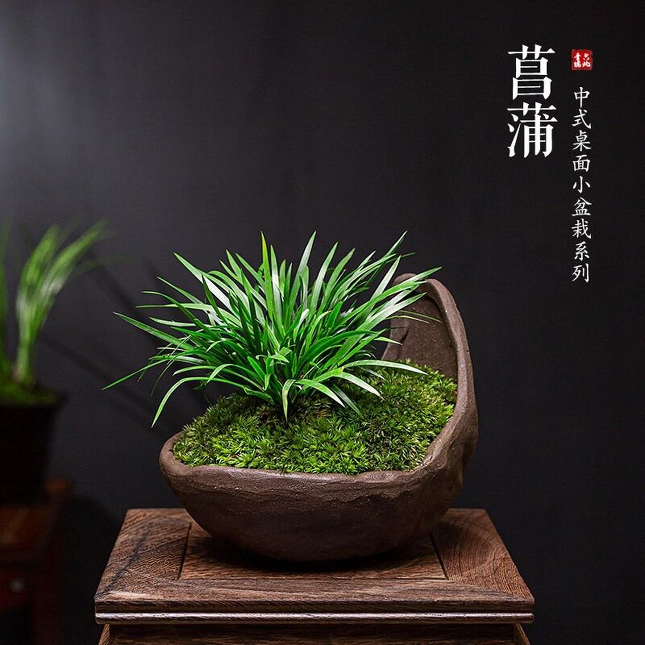 绿植推荐|中式禅意风格小盆栽93 今天来一期中式禅意风格小盆栽