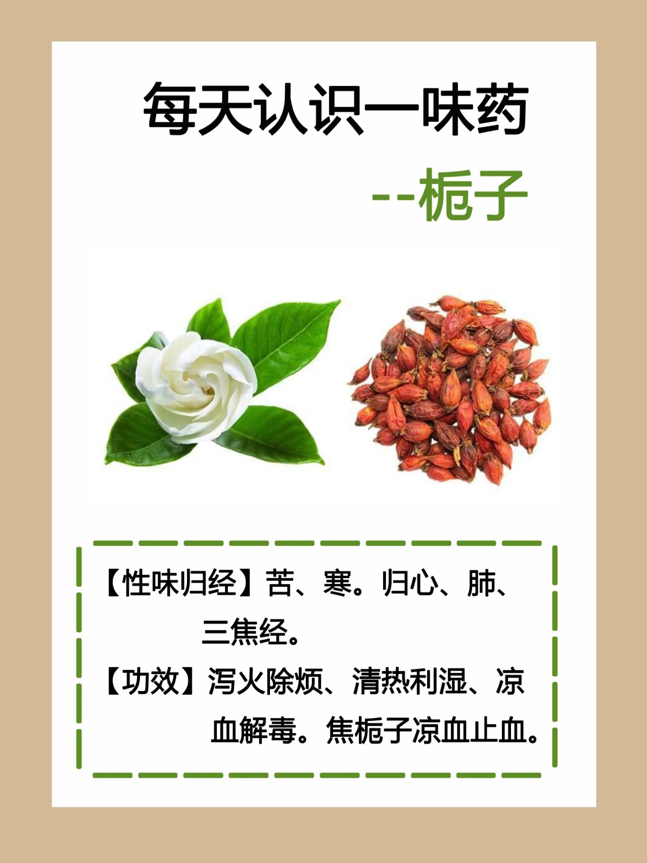 每天认识一味药-栀子 【性味归经】苦,寒.归心,肺, 三焦经.