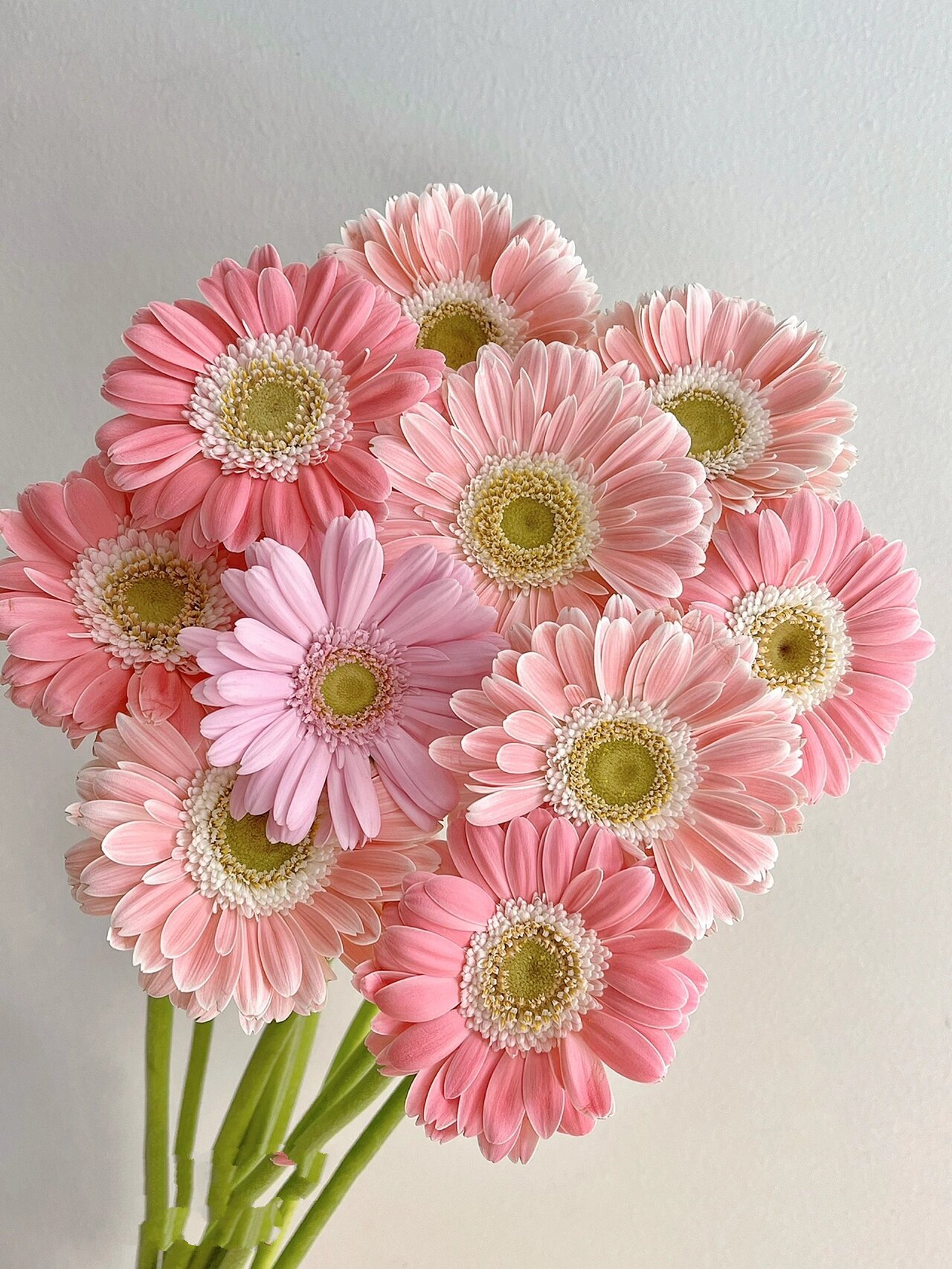 英茂非洲菊|粉色混色