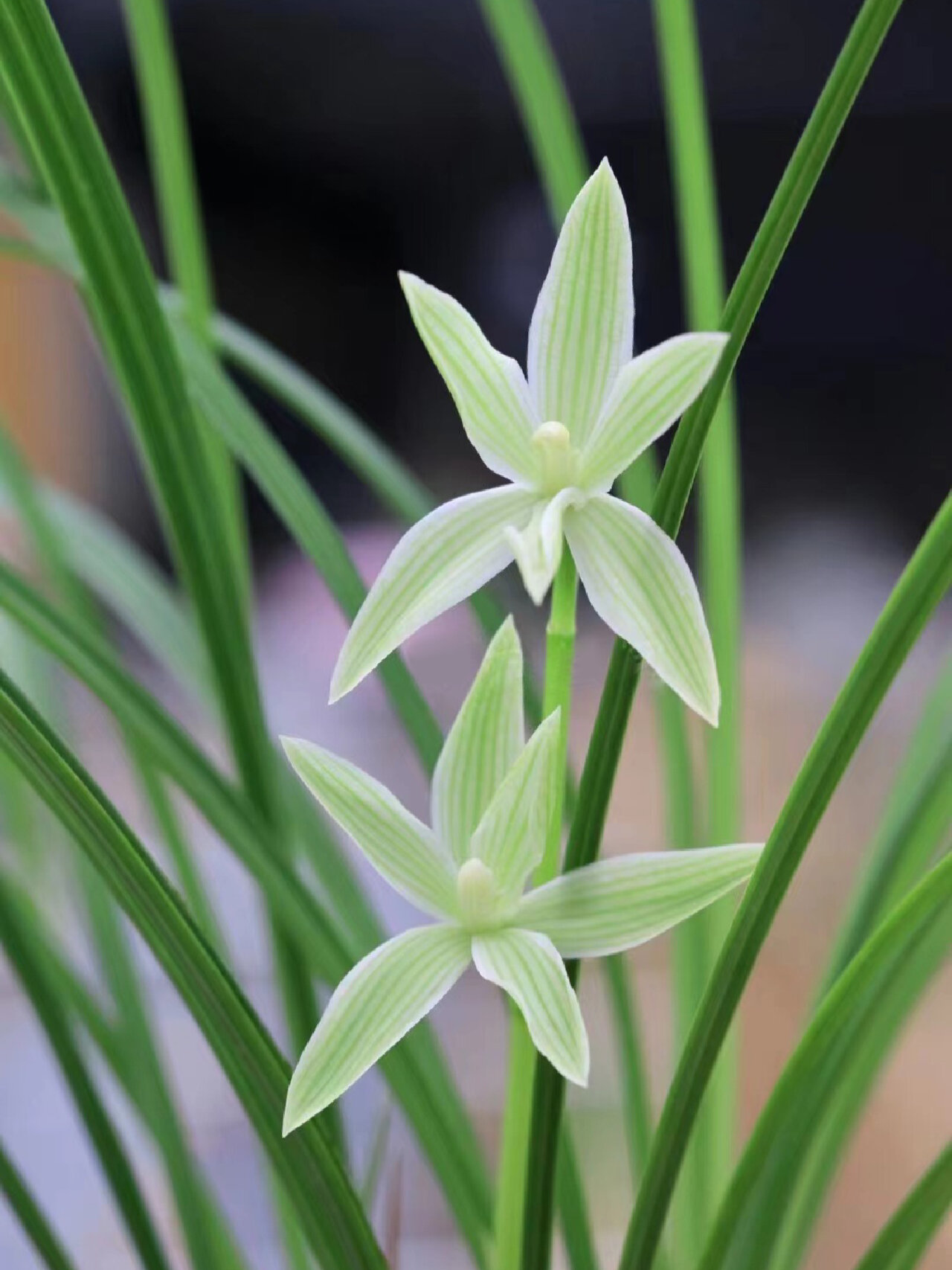 莲瓣兰兰花奇花素.玉洁冰清,端庄秀美
