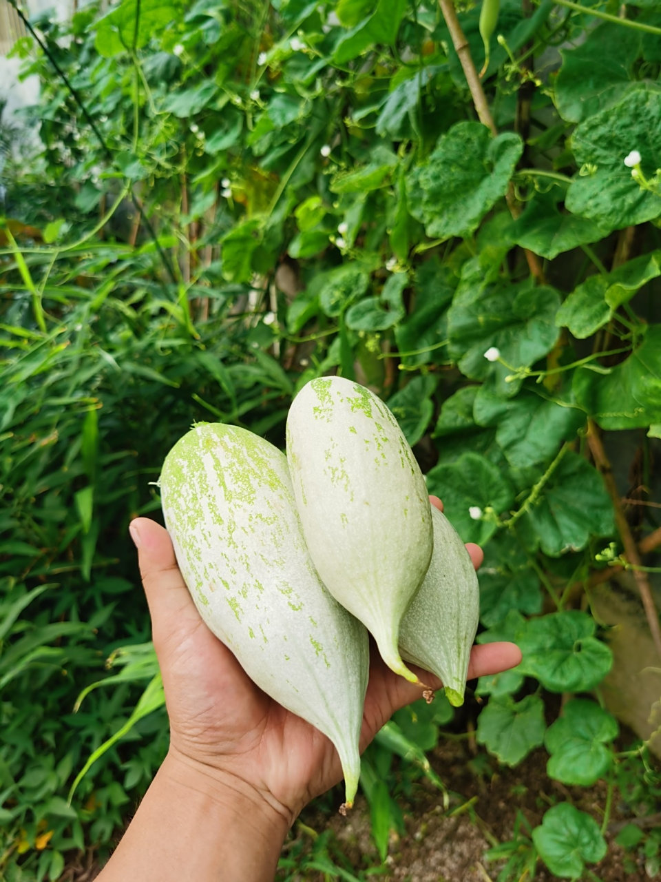 野生老鼠瓜 这颗老鼠瓜成熟了,野生的,在院子里.