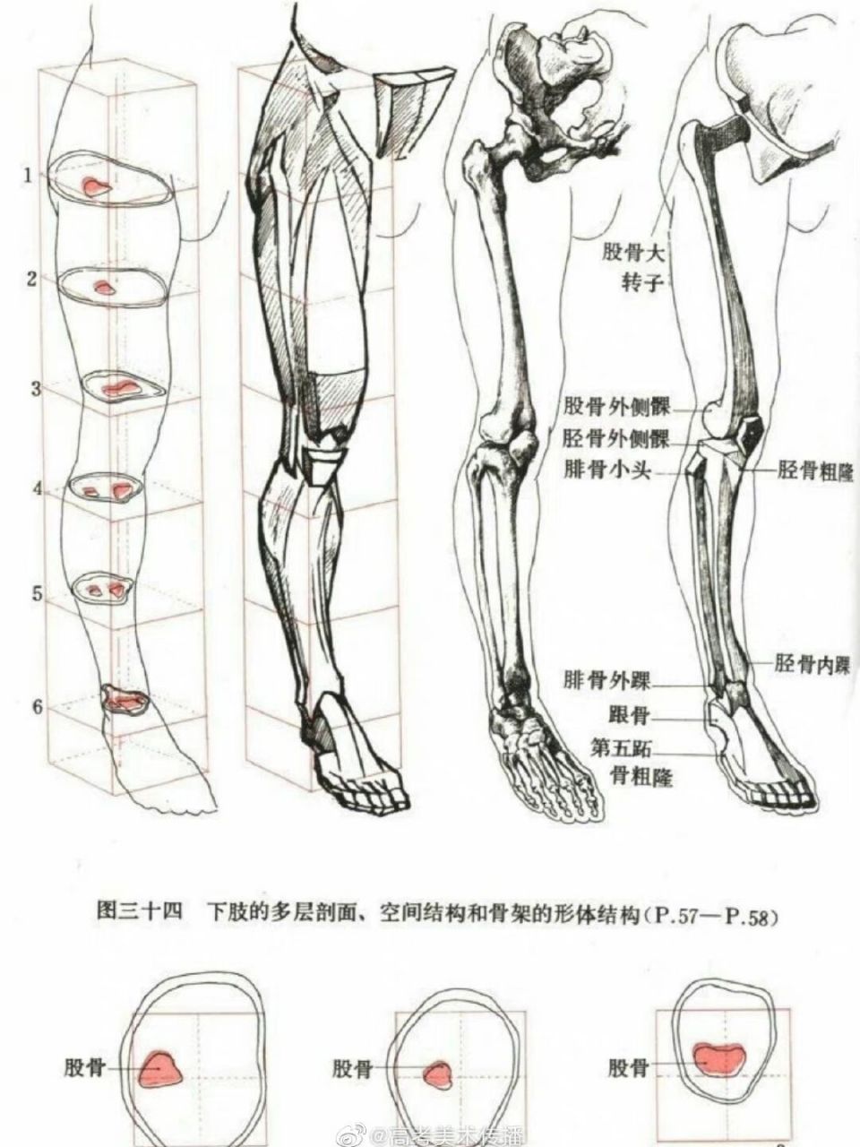 人体结构骨骼绘画图片