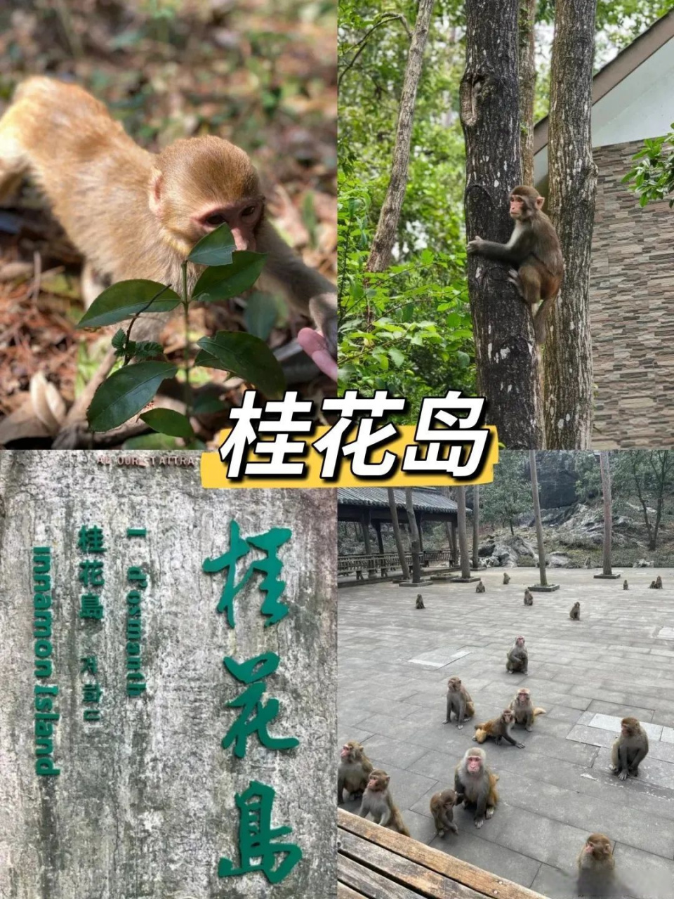 【探秘千岛湖,桂花岛上出现精灵】02桂花岛,位于千岛湖东南湖区,岛