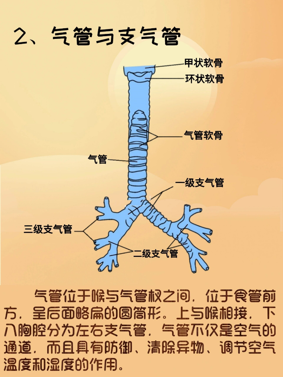 简介:肺位于胸腔内,纵隔的两侧,分为左肺和右肺