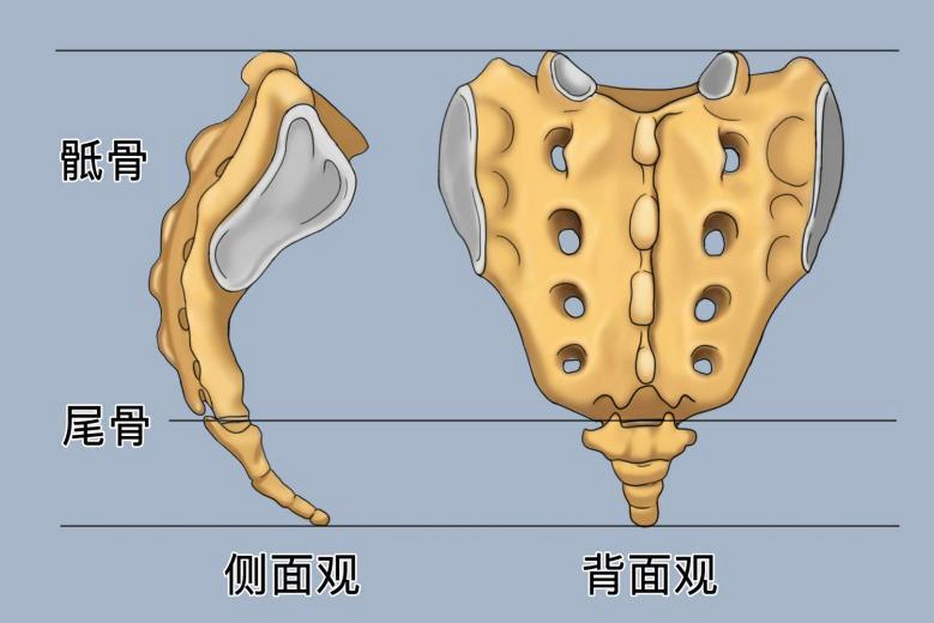 人尾骨的准确位置图片图片