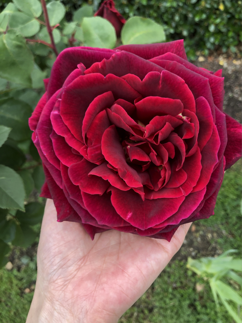 lincoln 林肯先生月季95 林肯春花,各个阶段的样子.