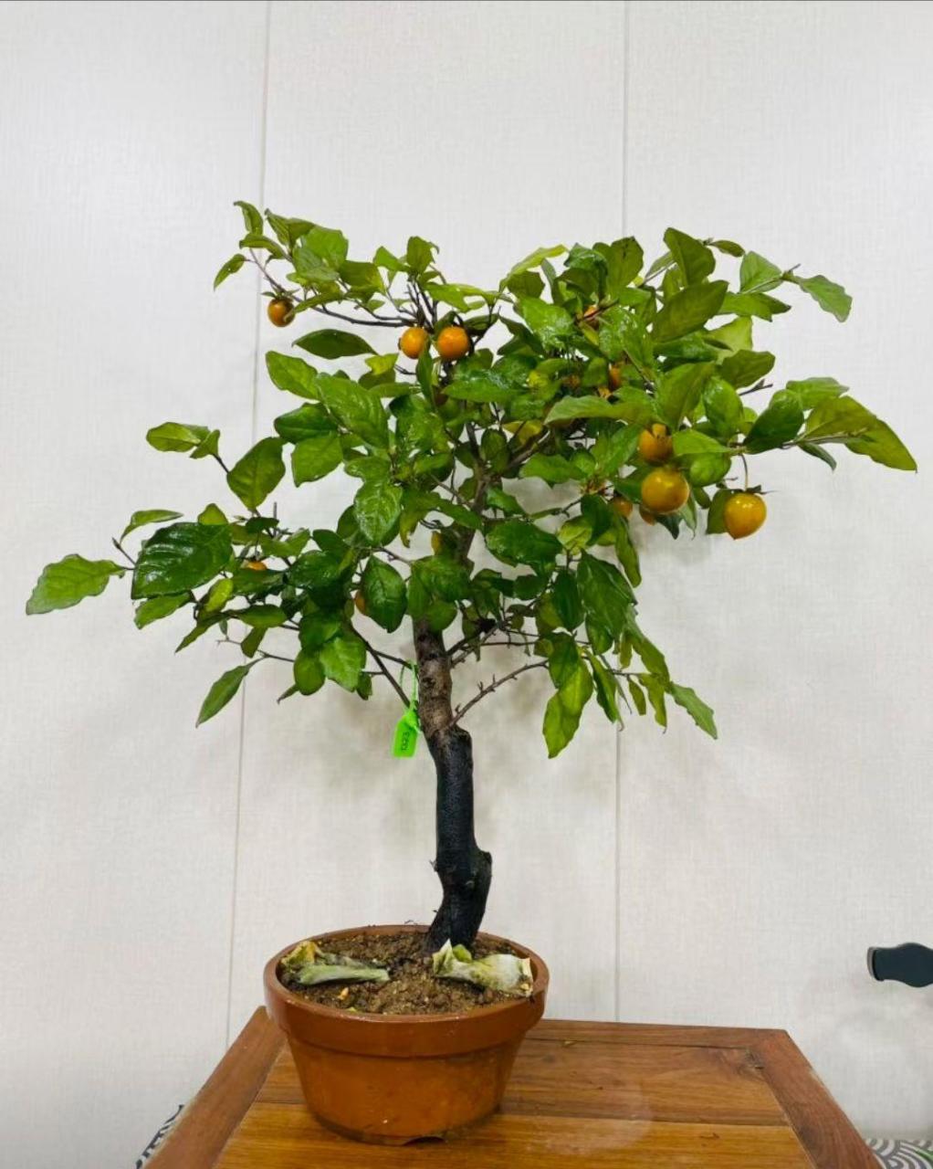 3颗原生挂果母本老鸦柿,品种樱小町,宝来,天王,超级级爆老