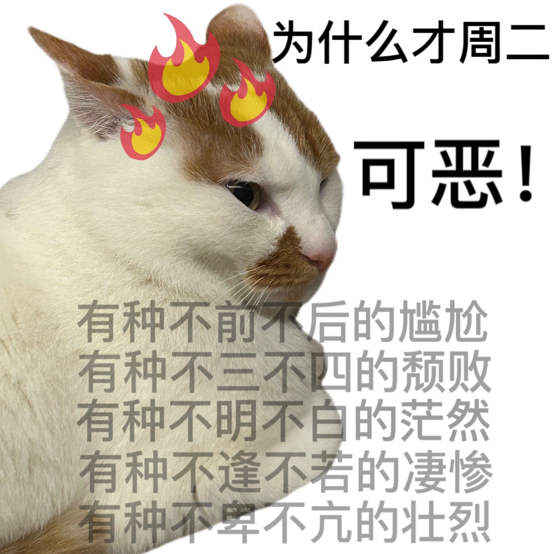 才周二 可恶!
