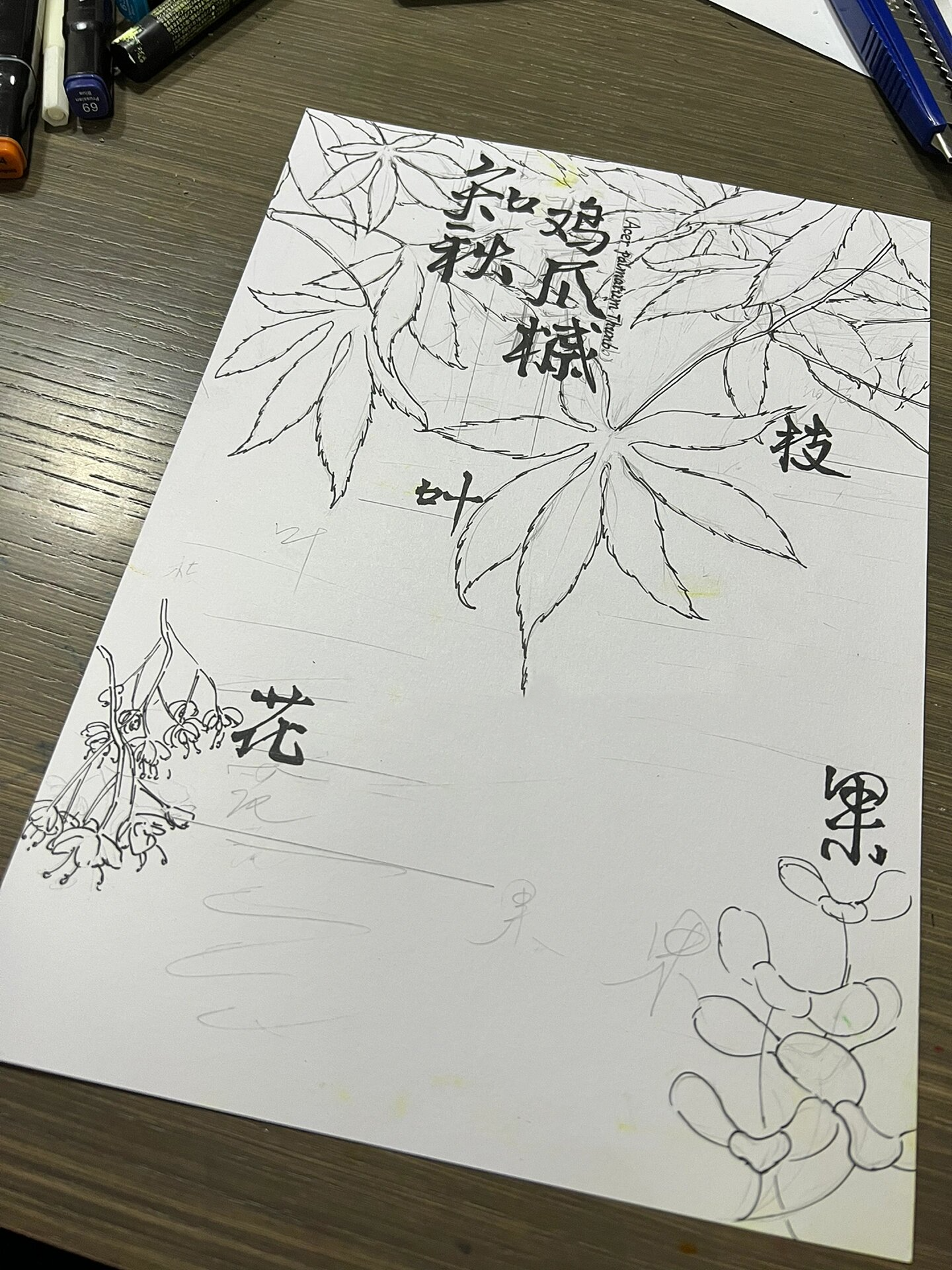 自然笔记  手抄报 马克笔 枫叶 鸡爪槭