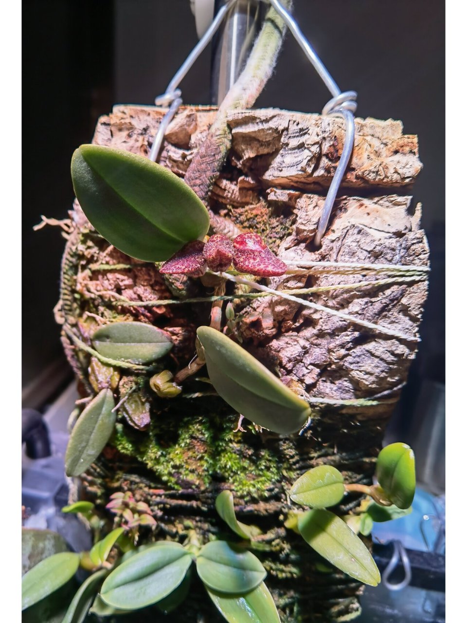 小红鞋石豆兰 bulbophyllum bootanoides 板植了几个月的小红鞋石豆兰