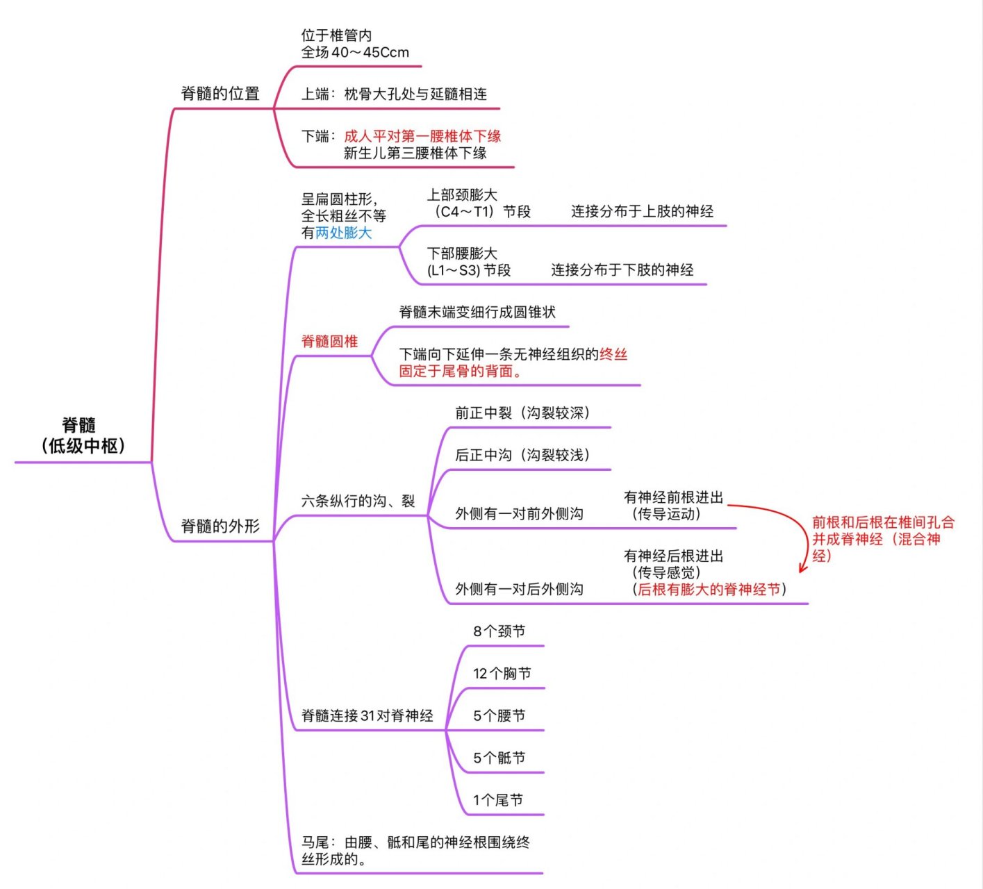 人体神经系统思维导图图片