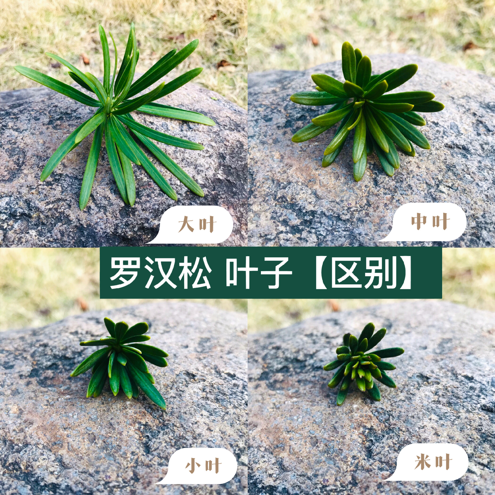 罗汉松叶子95|区别图 罗汉松品种繁多例如:金钻罗汉松,雀舌罗汉松