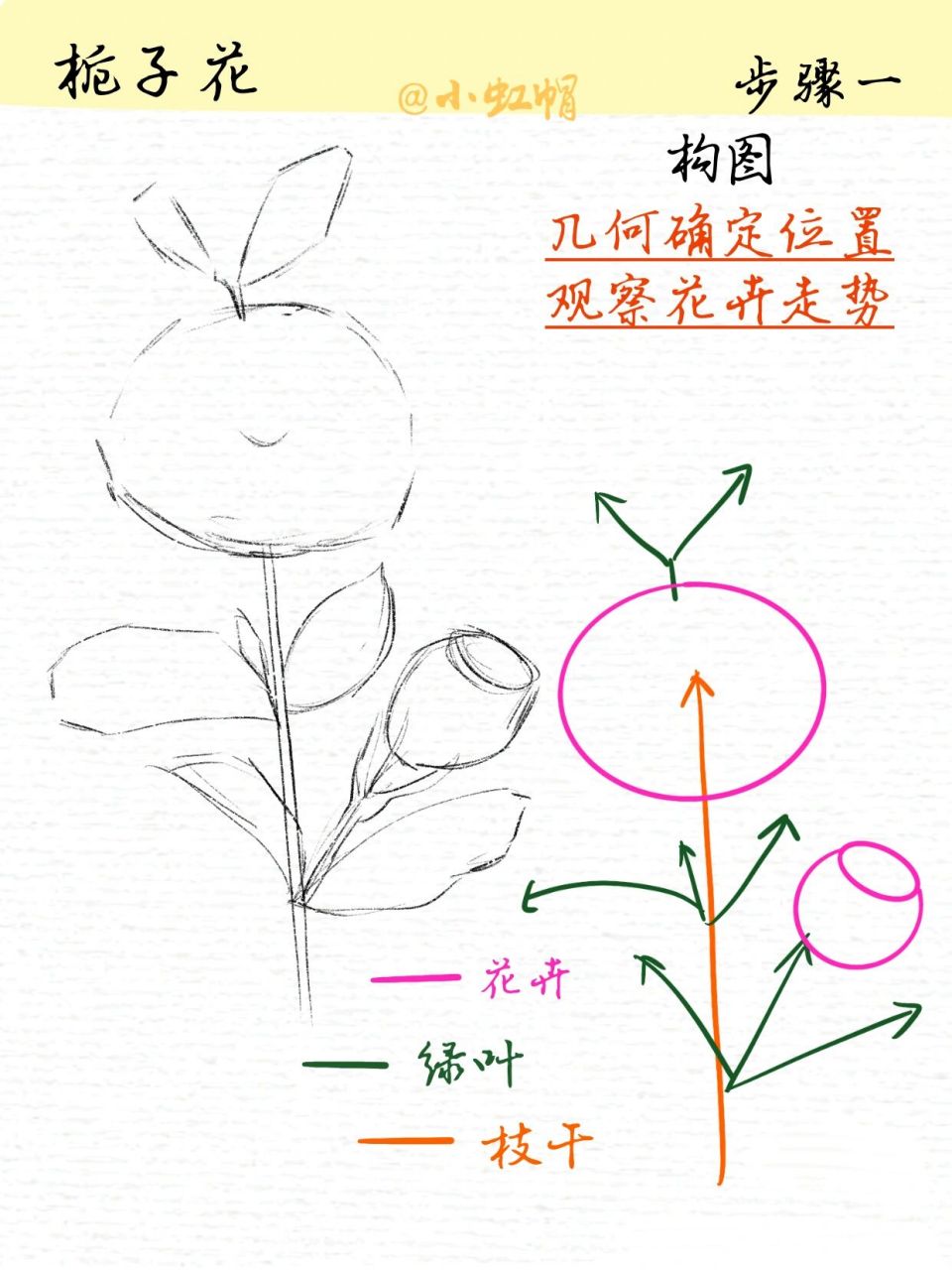 线描练习|花卉线稿|栀子花(附过程)  虽迟但到,画起来