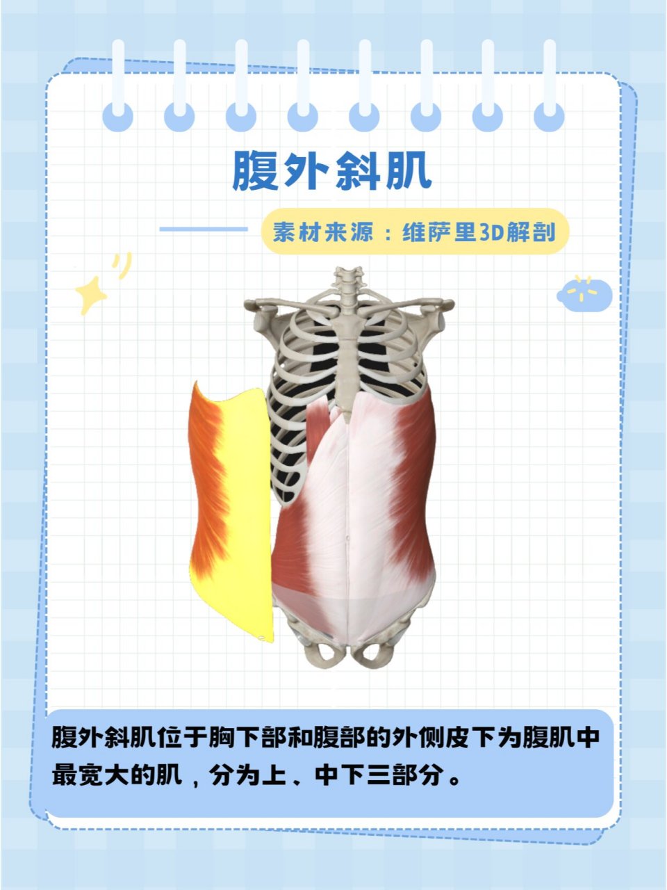 练好马甲线先来学习腹肌的结构解剖04 02腹肌是人体结缔组织组成