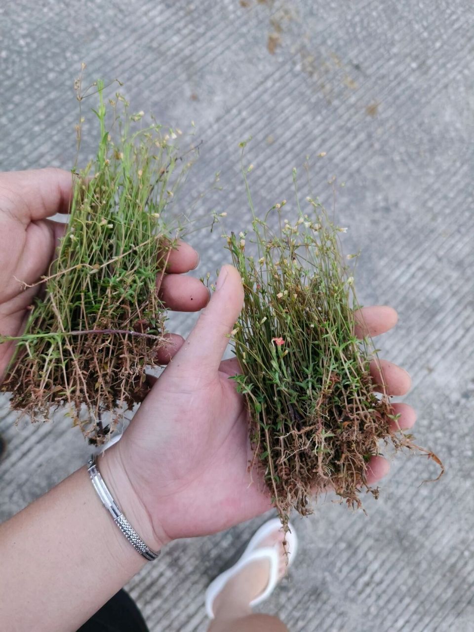 煮一壶家里大人小孩都可以喝四叶莲,潮汕人的最爱,上火,牙龈痛,喉咙痛