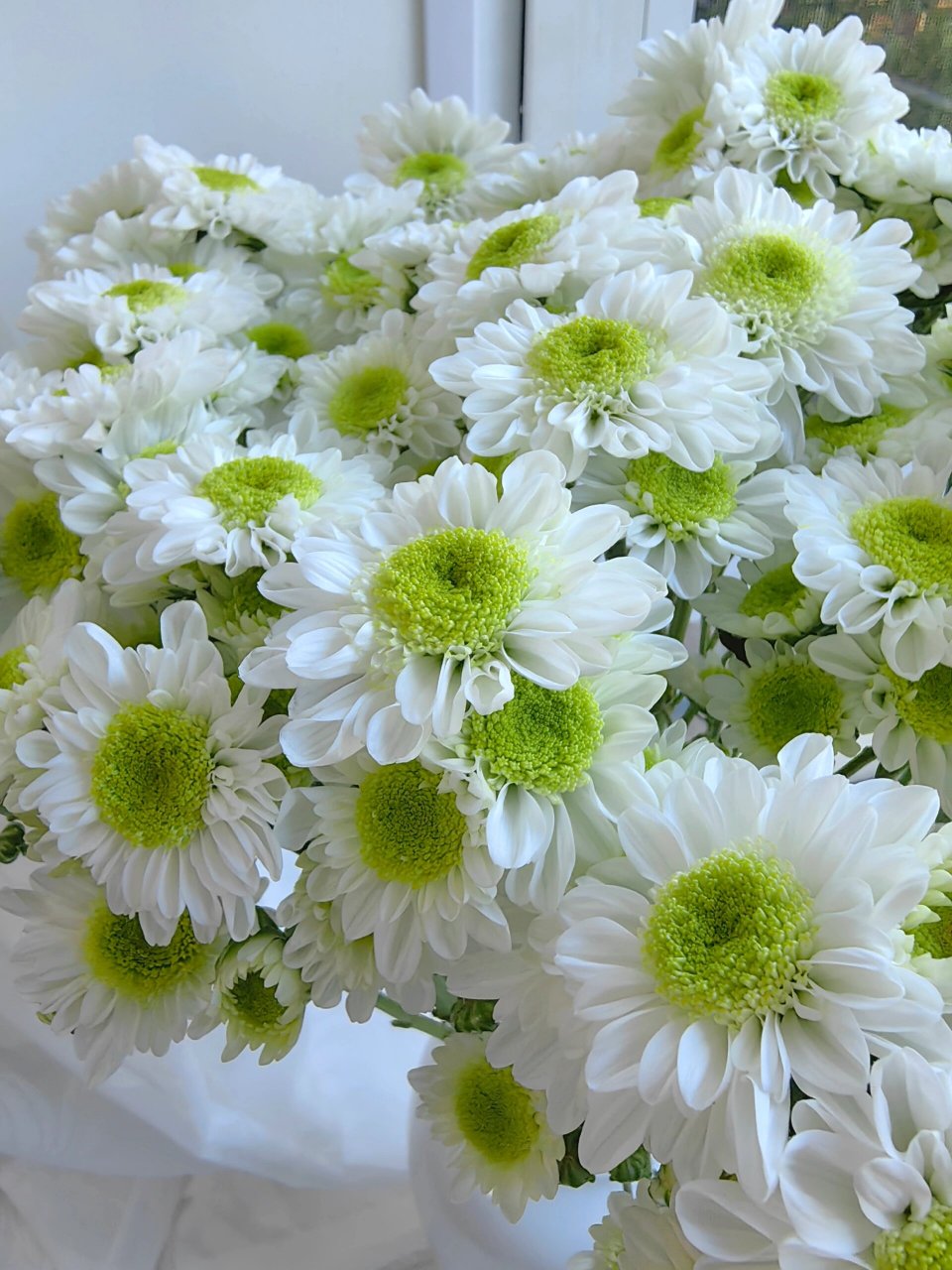 小菊在养护过程中会带来超多惊喜,刚到的时候跟完全炸开的小菊可宜档