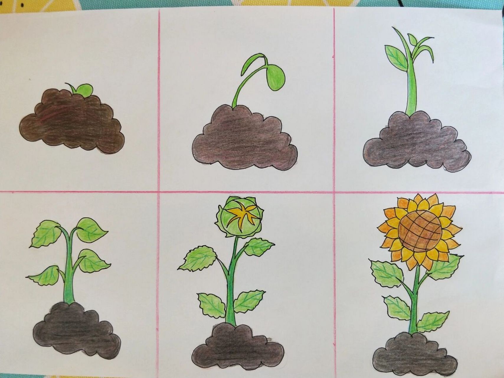植物生长过程图画步骤图片