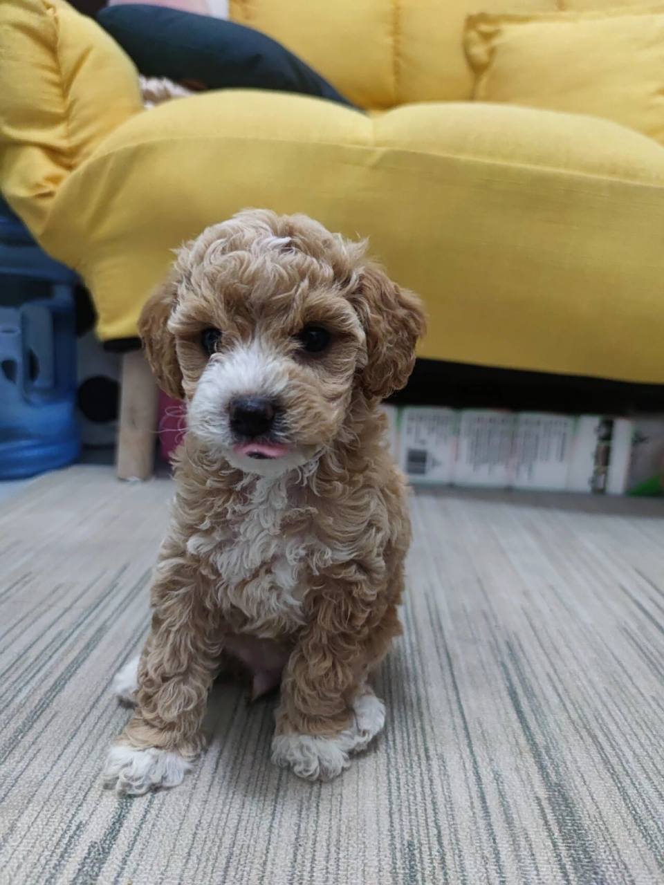 可可爱爱的比熊和泰迪串串小奶狗 小姨家狗狗的宝宝,是比熊和泰迪的