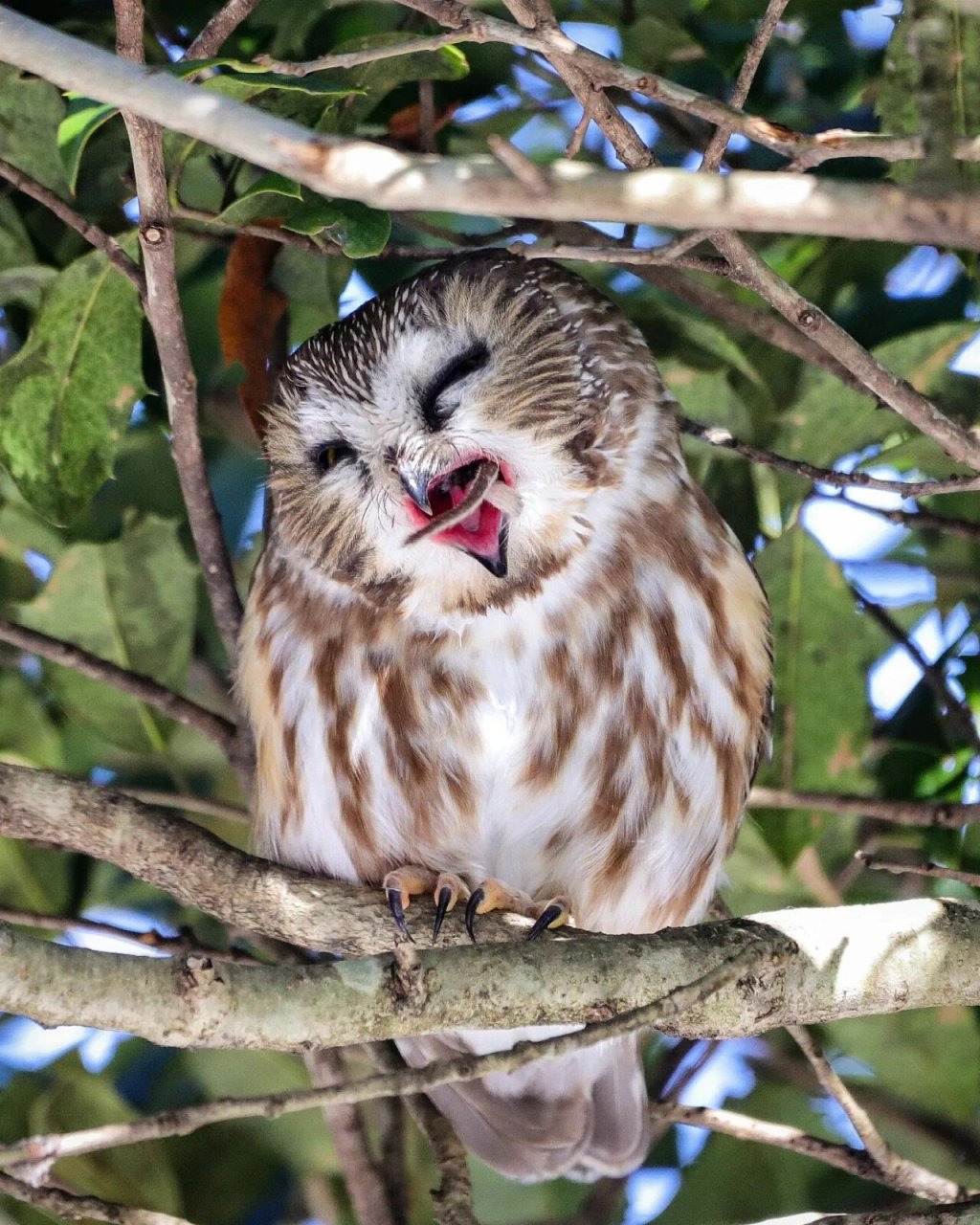 northern saw-whet owl 棕榈鬼鸮 northern saw-whet owl 棕榈鬼鸮