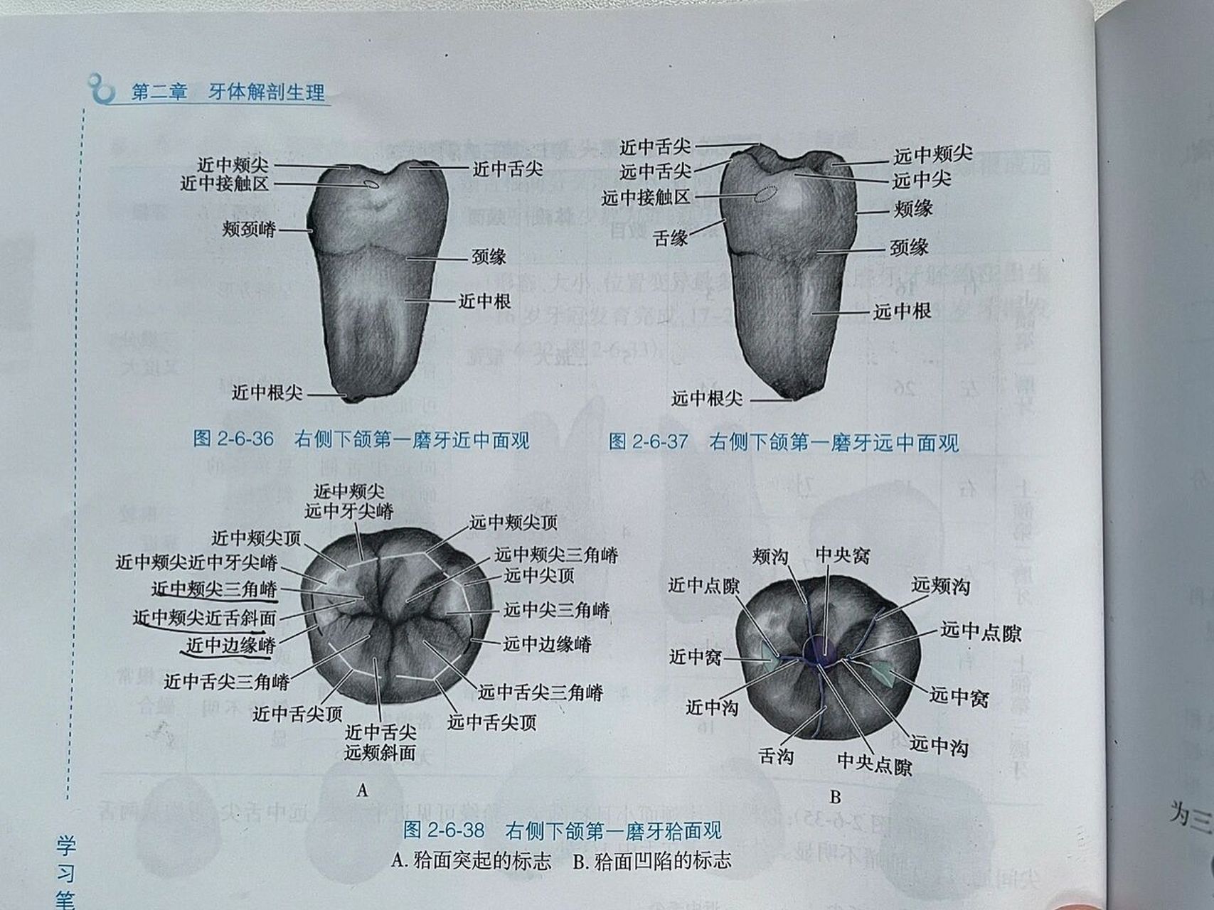 下颌中切牙缺失图片