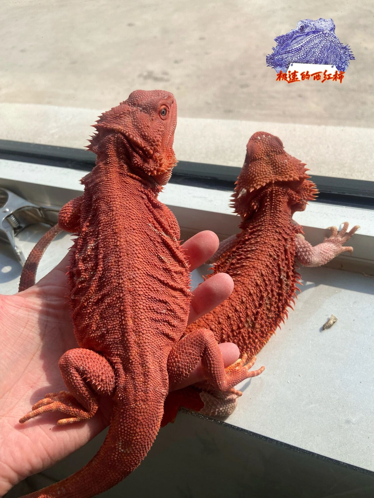 自留红系鬃狮蜥鉴赏