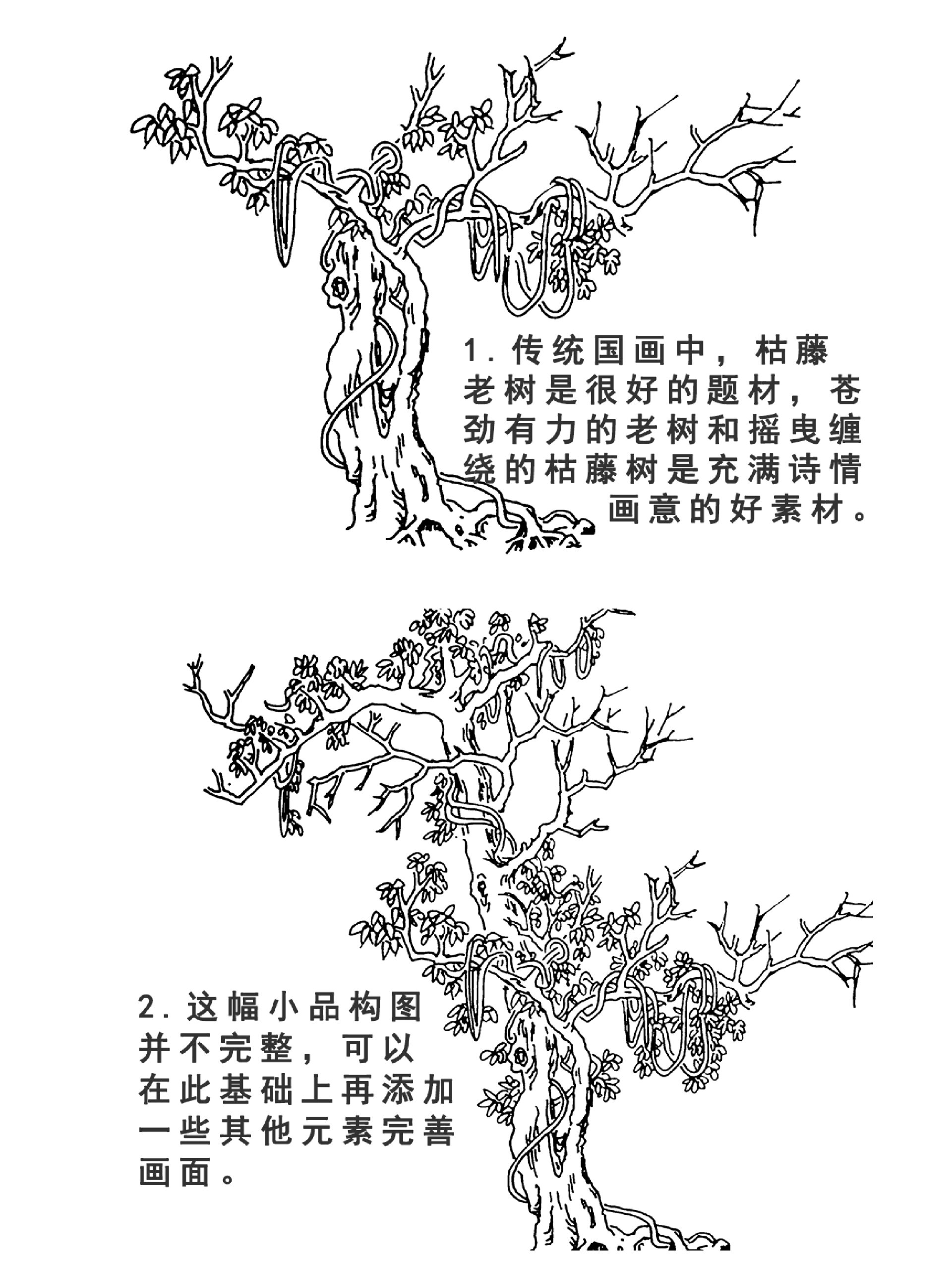 树藤素描图片