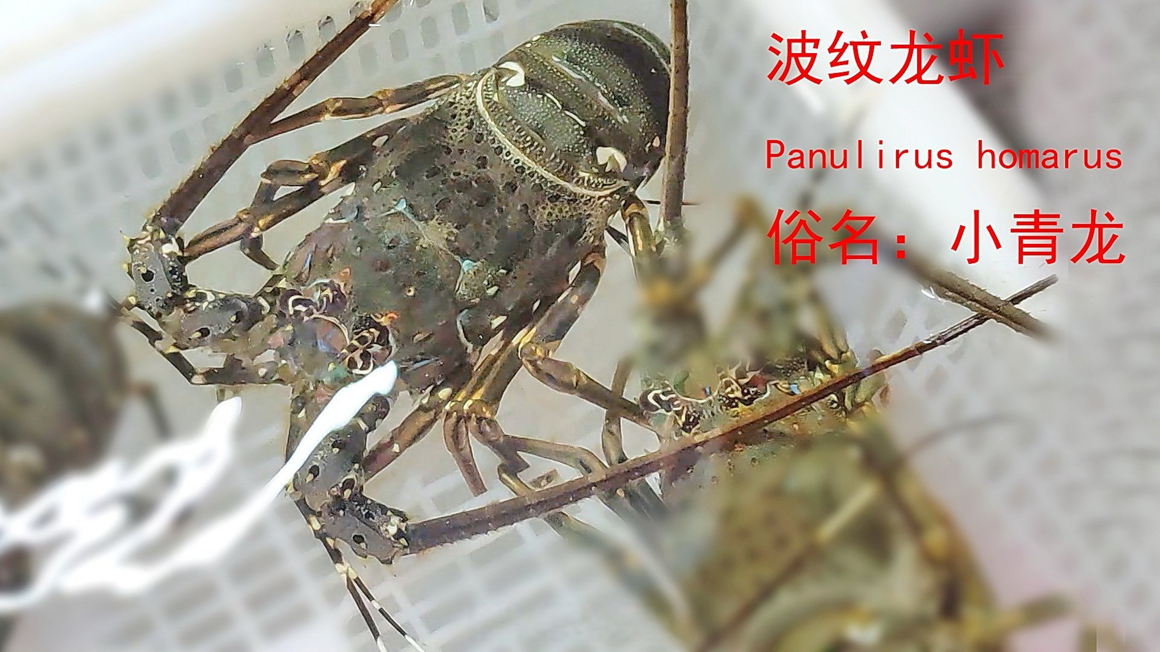 波纹龙虾/panulirus homarus,俗名小青龙