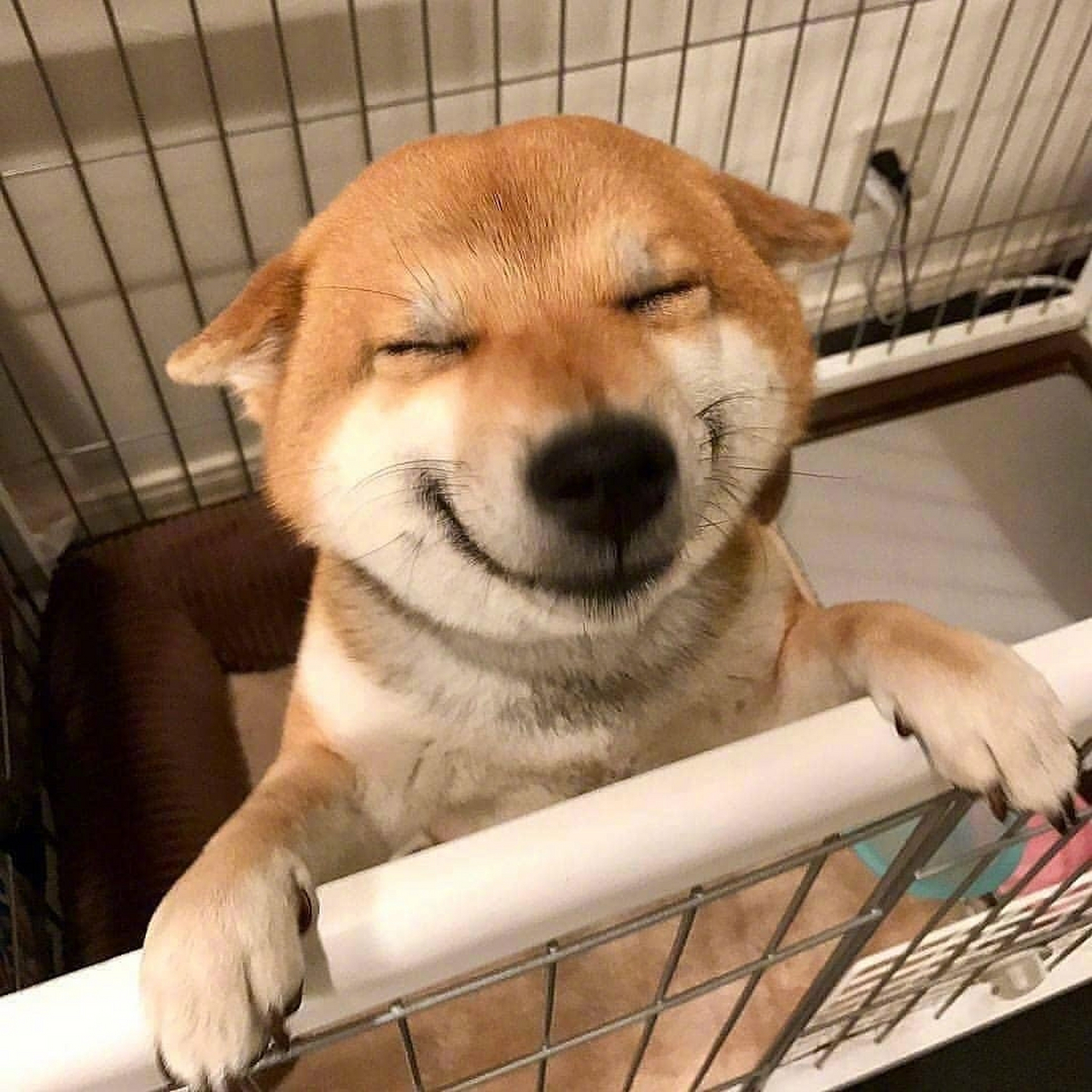 请收下今日份柴犬式的蜜汁微笑,开心