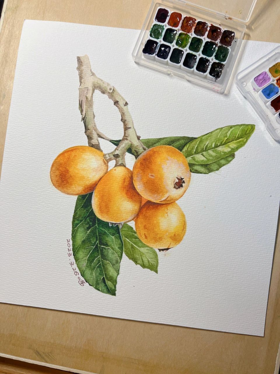 水彩静物写生练习·一枝枇杷 又到可以吃枇杷的季节啦,一首小时候看过