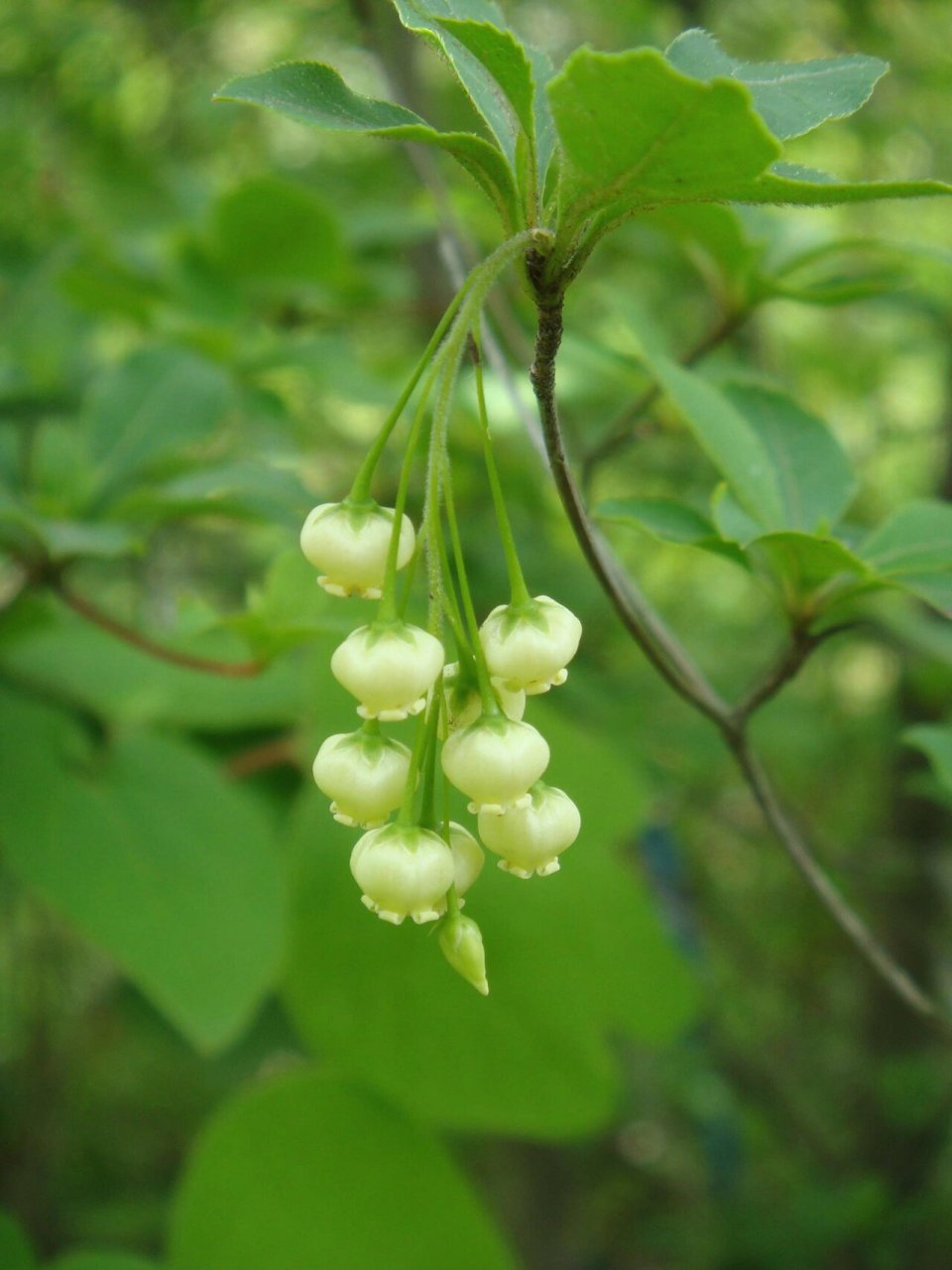 木植百科#日本吊钟# 日本吊钟花(enkianthus perulatus)在日本叫"灯台
