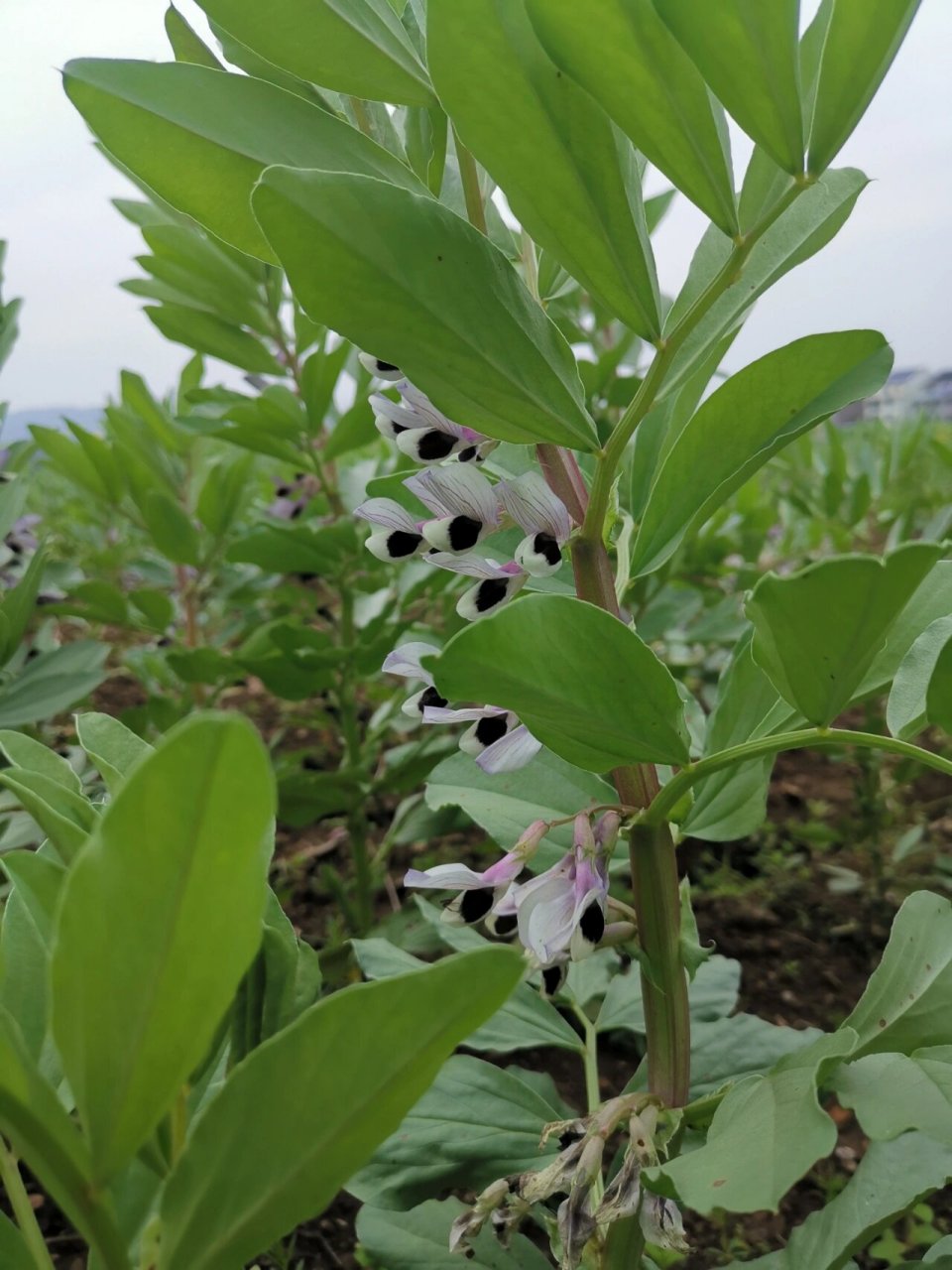 蚕豆花的样子图片