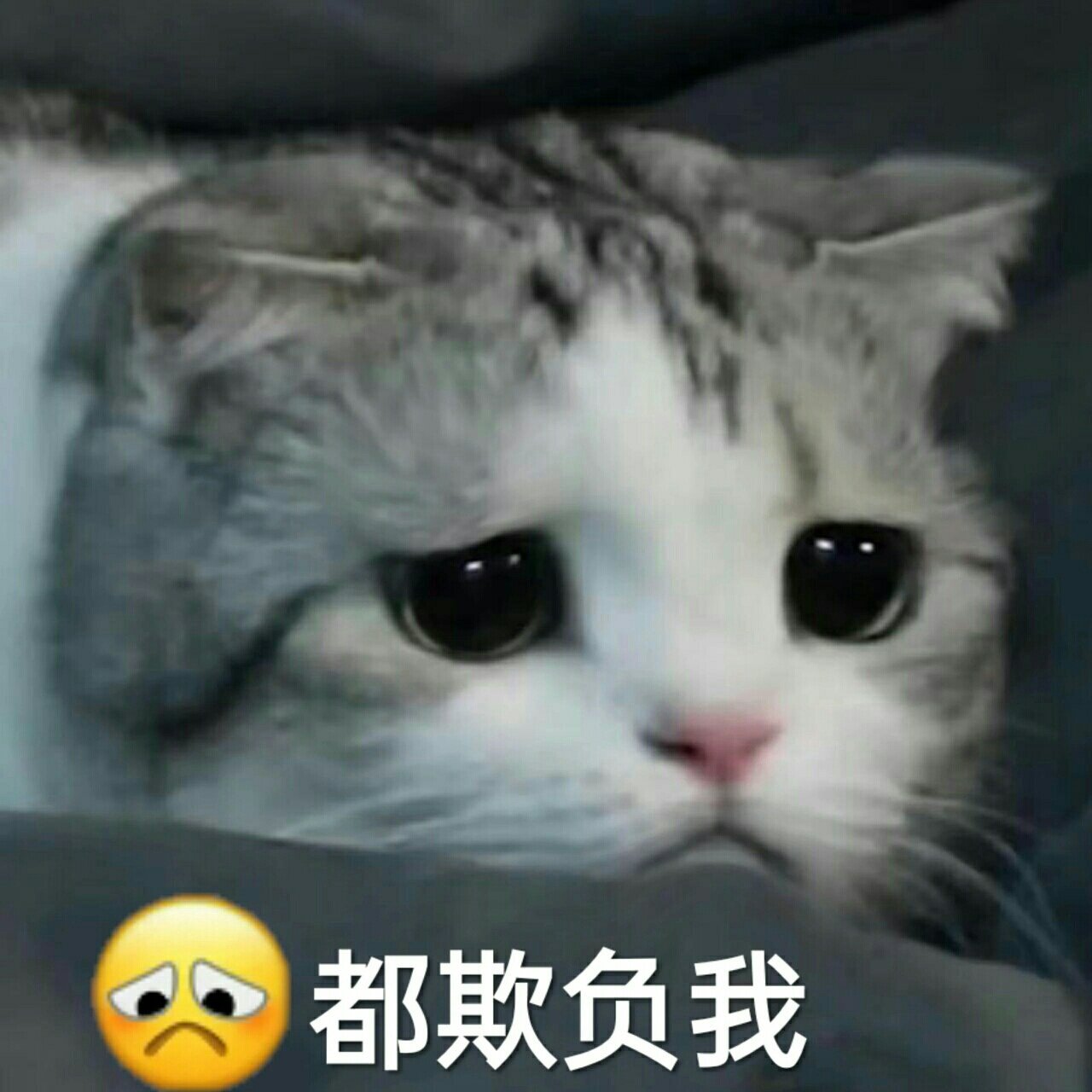 委屈�猫咪表情包