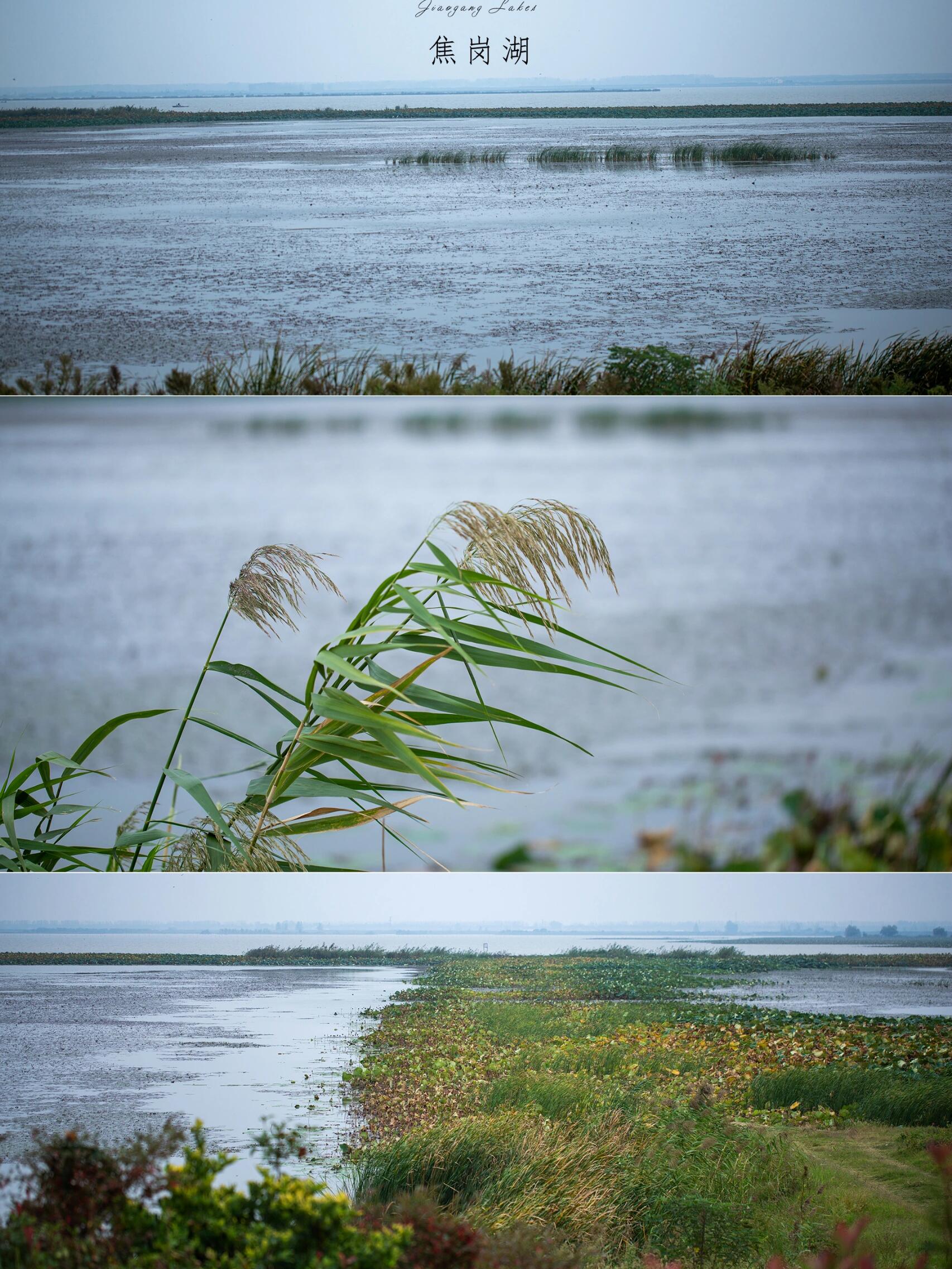 焦岗湖风景区简介图片