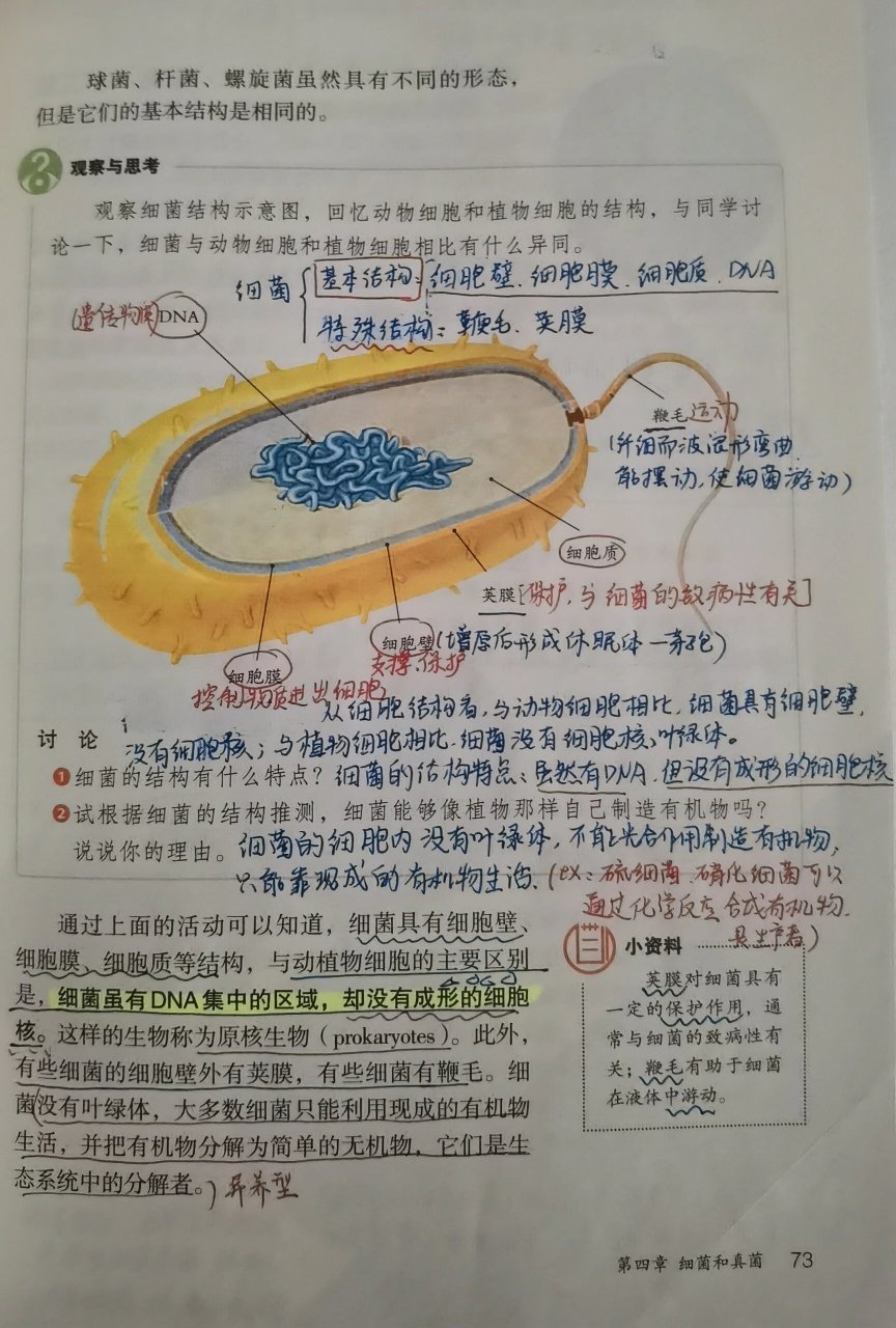 白细胞有细胞核吗图片