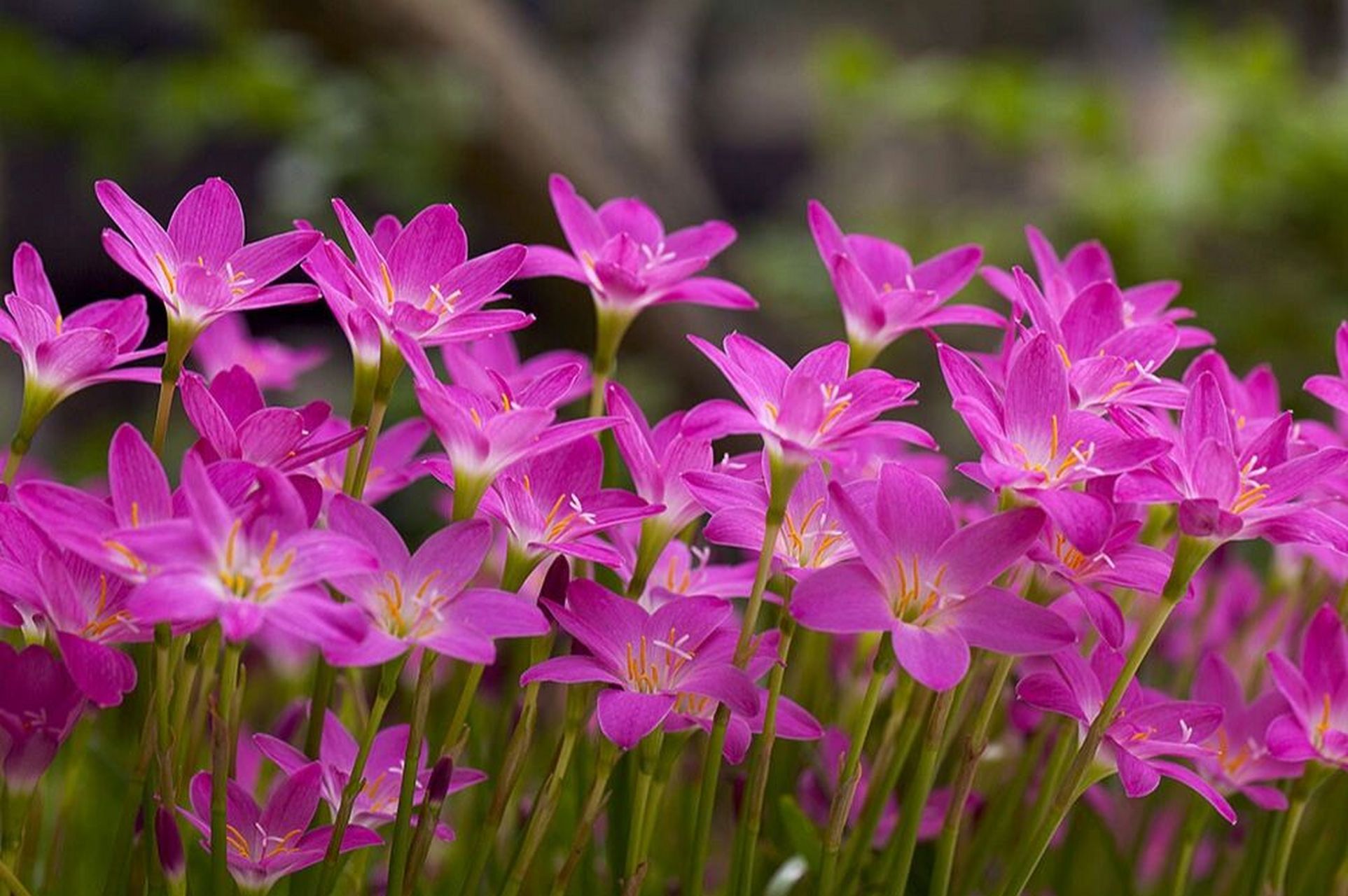 养花日常之葱兰 hello~今天呢,讲一种草坪类花花,不开花时跟草一模一