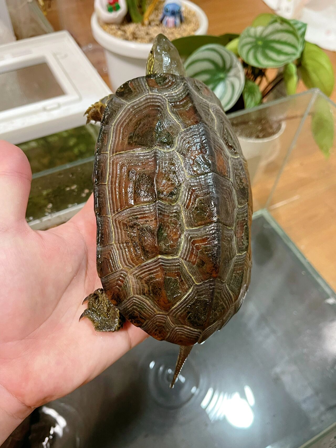 日本山麓地区野生大头草龟 浅谈一下日本当地的草龟生态～乡村环境