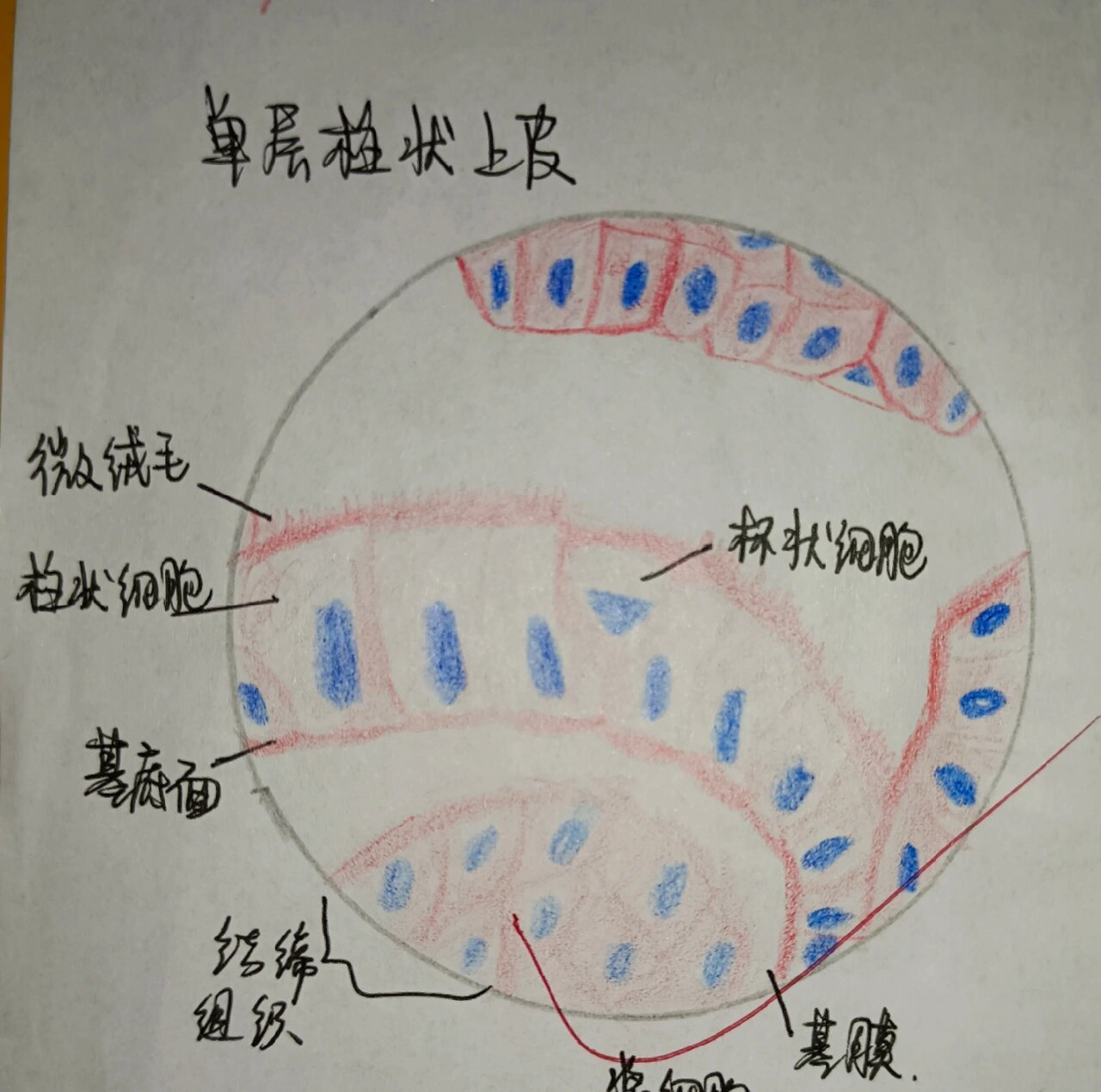 变移上皮红蓝铅笔绘图图片