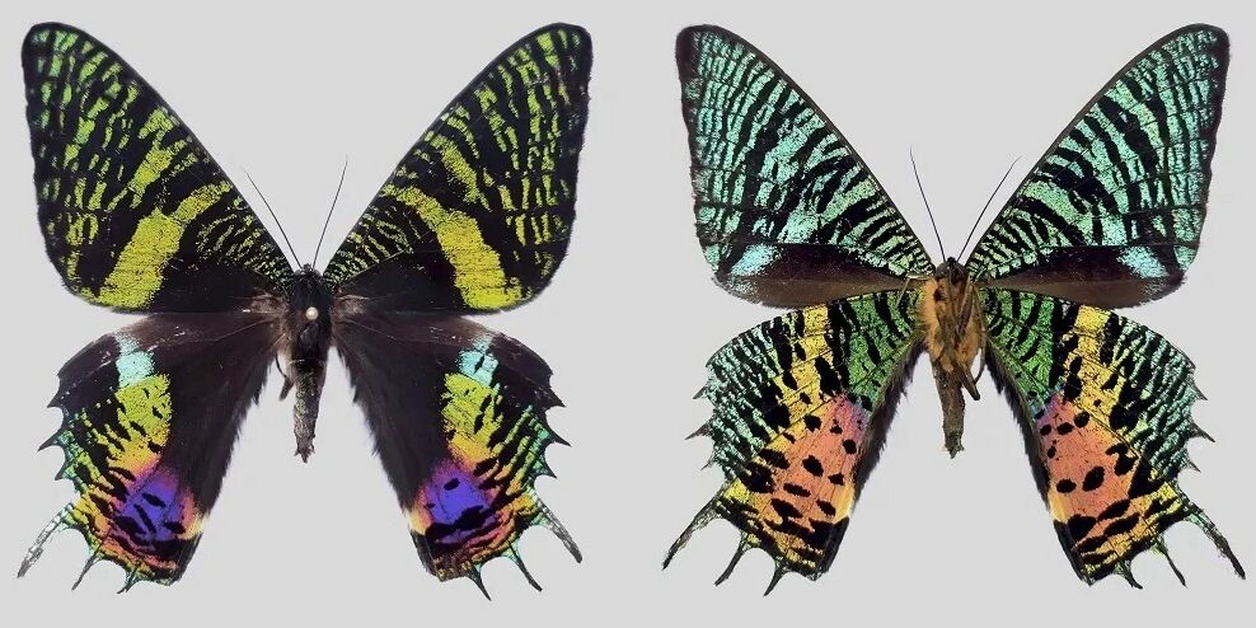 隶属于燕蛾科uraniidae,金燕蛾属chrysiridia的马达加斯加金燕蛾chrys